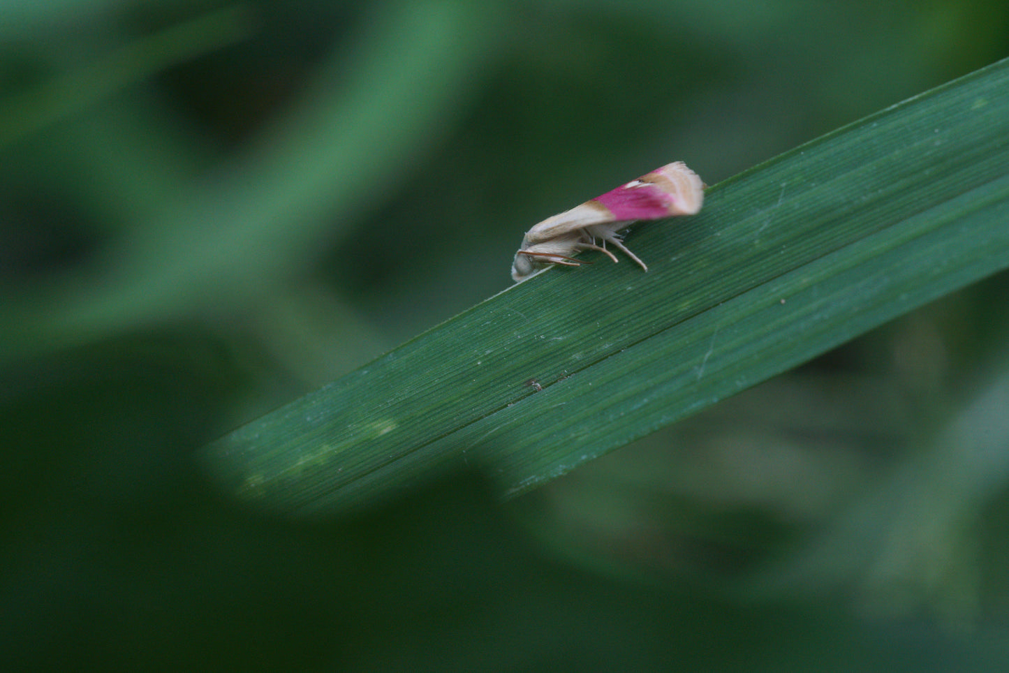 Gaura biennis (biennial gaura)