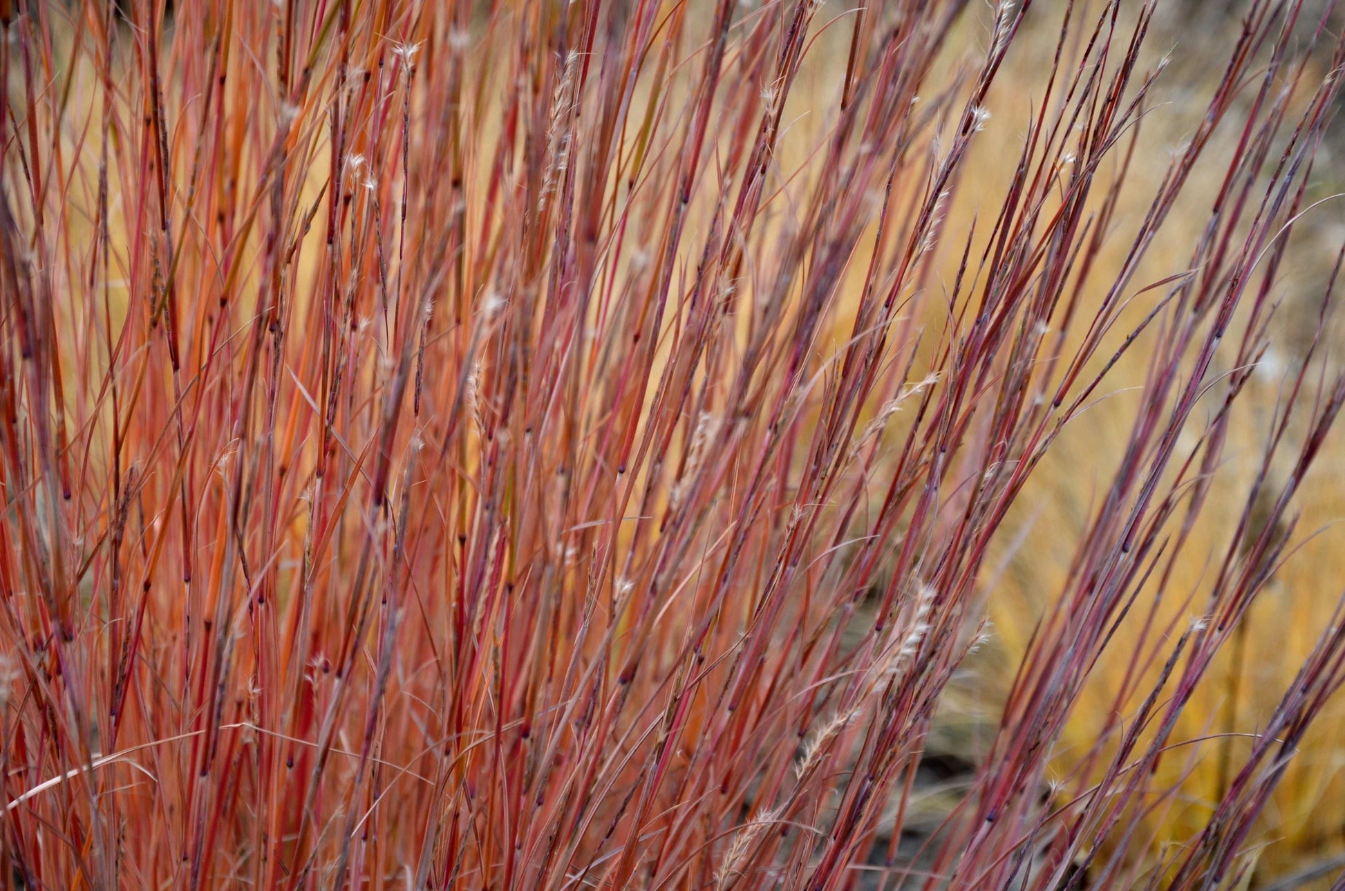 Schizachyrium scoparium (little bluestem)