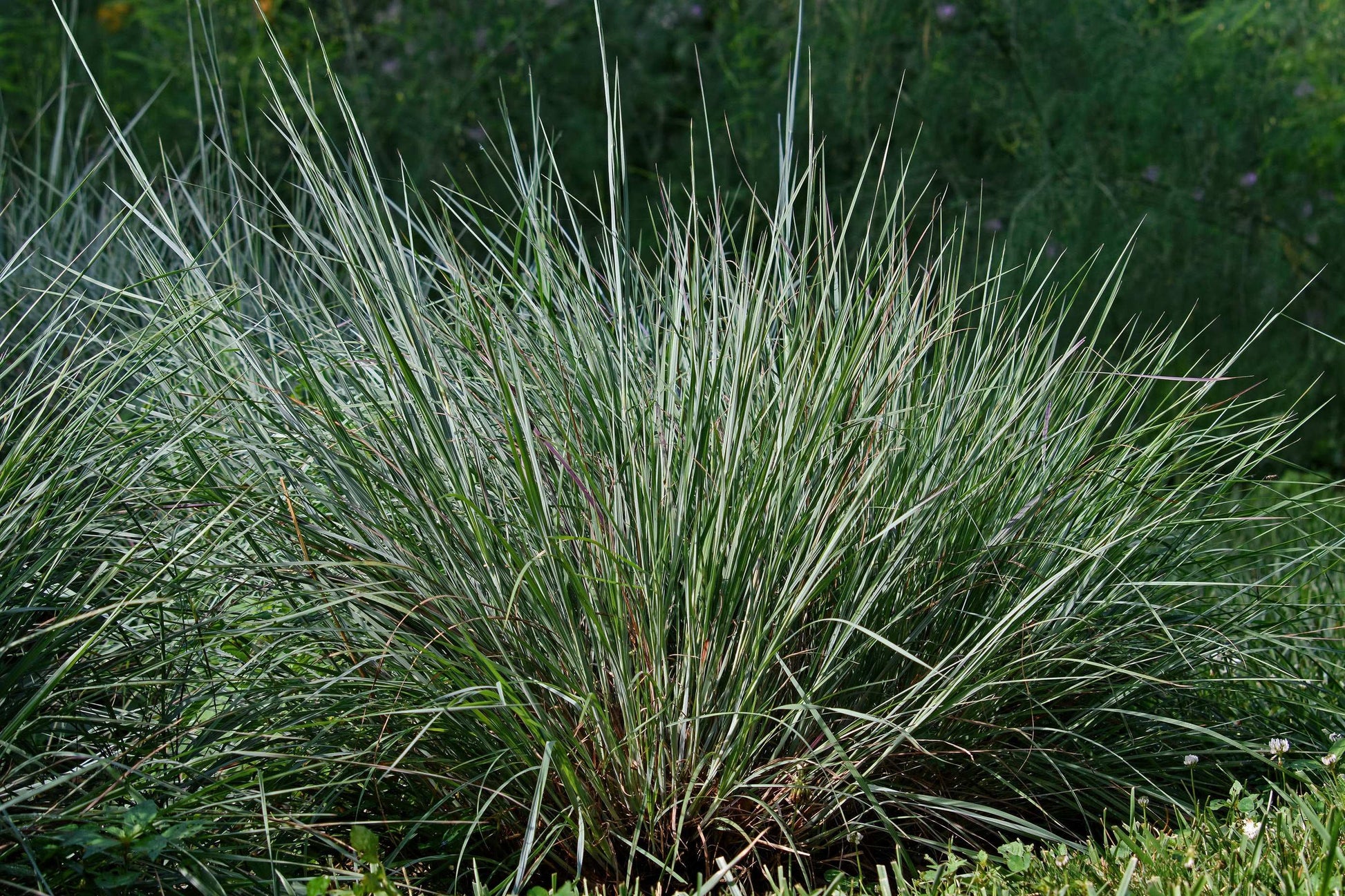 Schizachyrium scoparium (little bluestem)