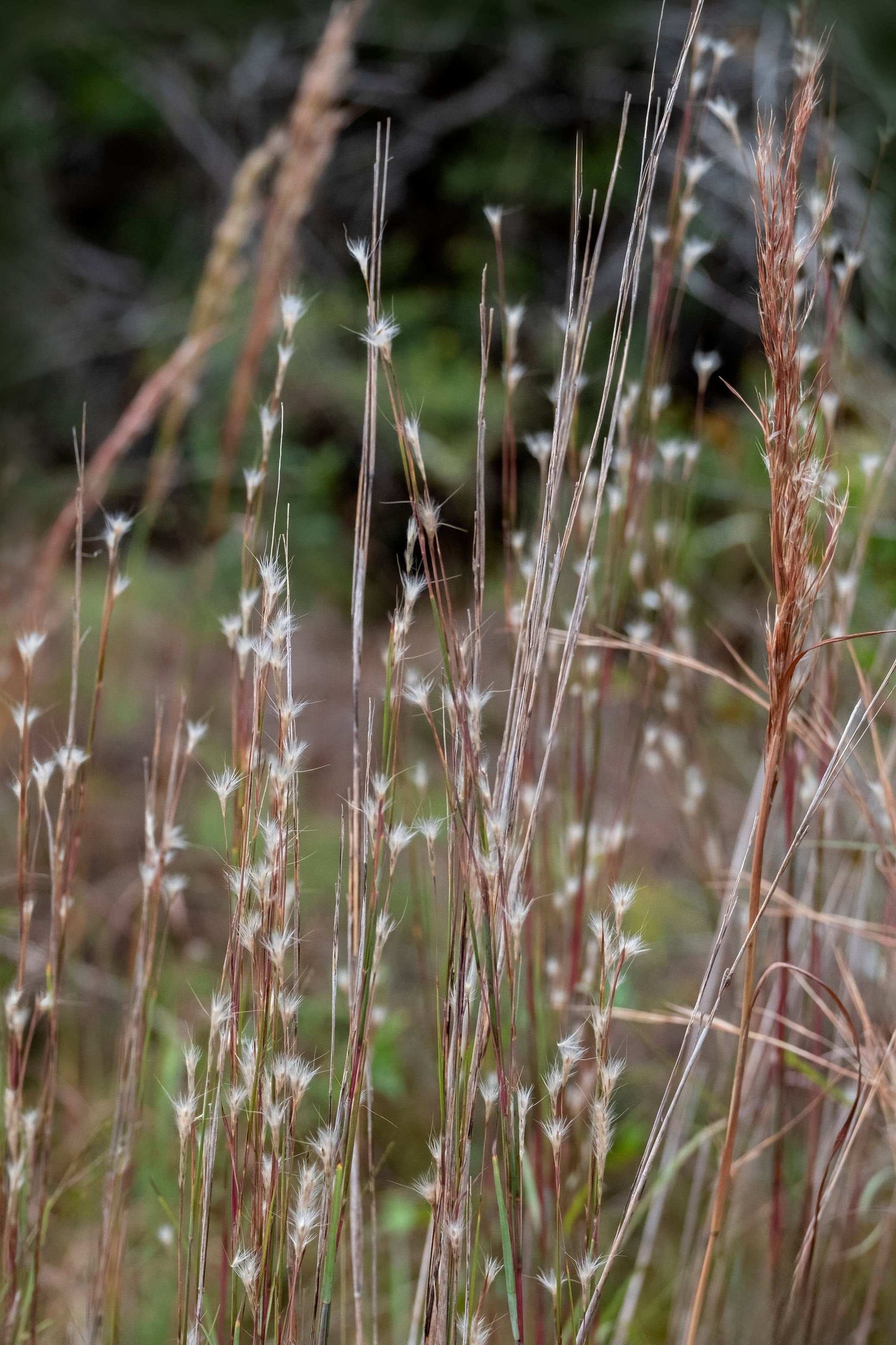 Schizachyrium scoparium (little bluestem)