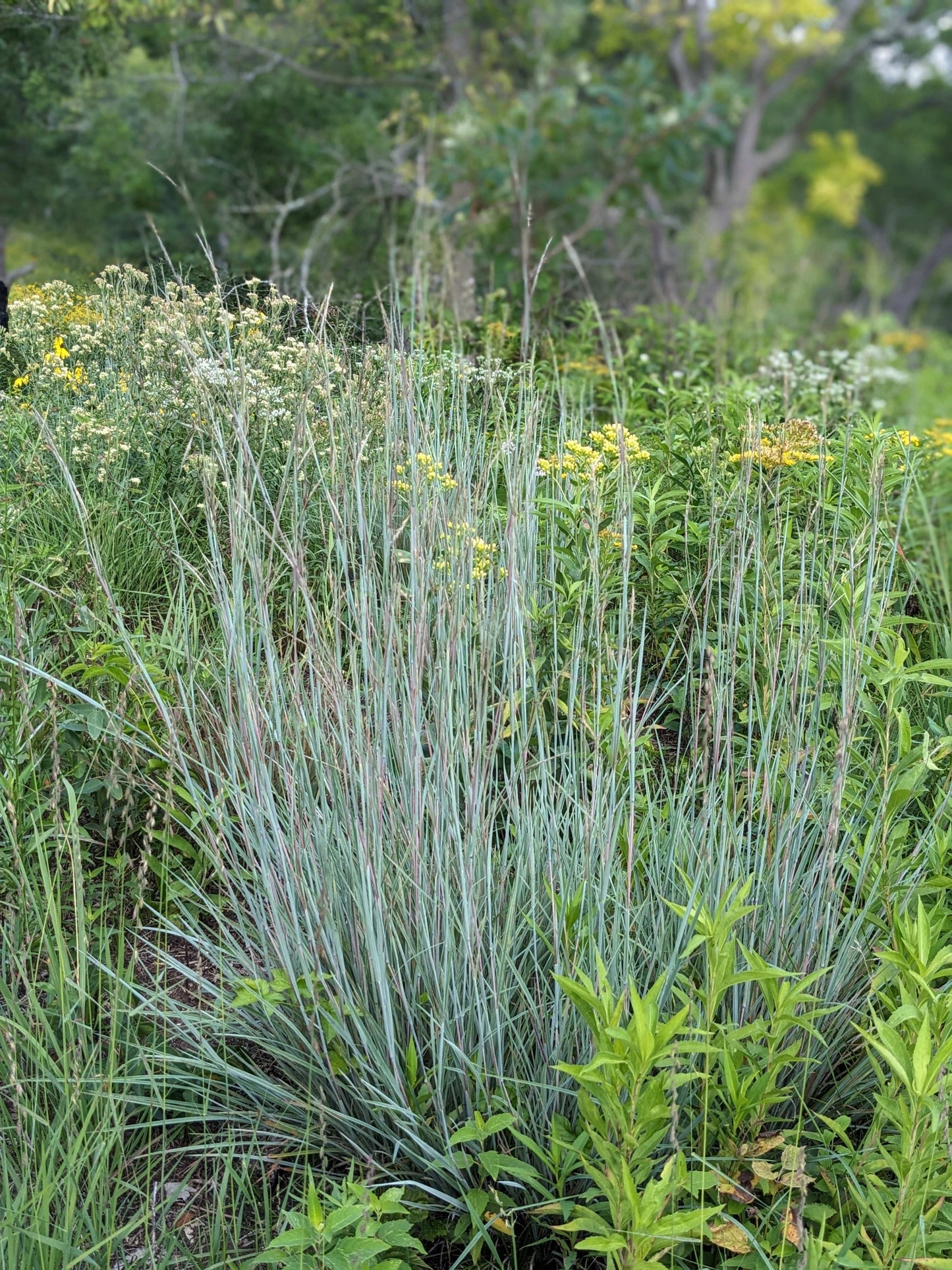 Schizachyrium scoparium (little bluestem)