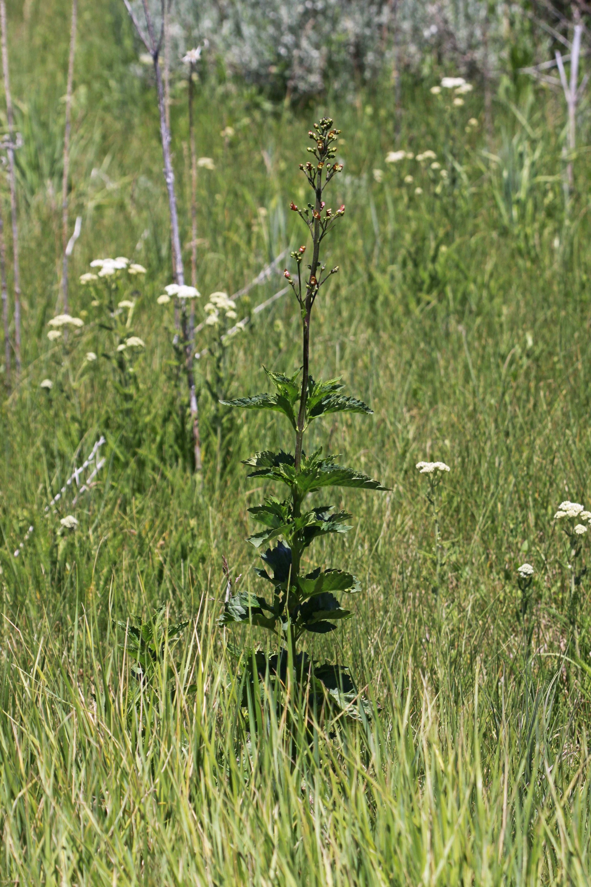 Scrophularia lanceolata (early figwort)