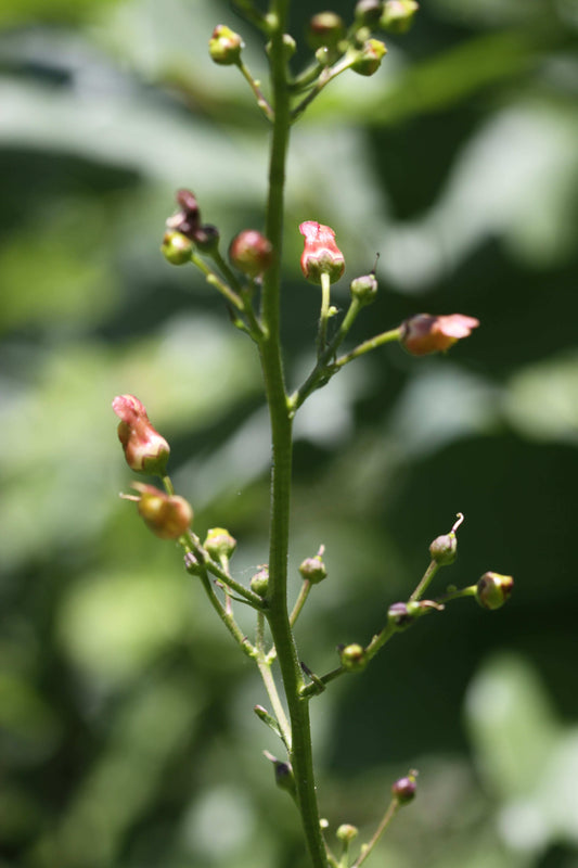 Scrophularia lanceolata (early figwort)