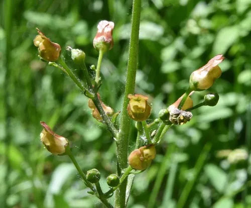 Scrophularia lanceolata (early figwort)