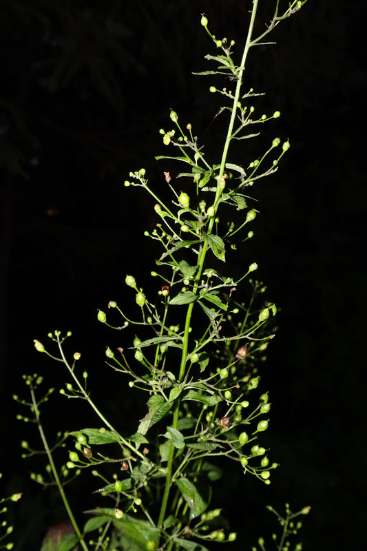 Scrophularia marilandica (late figwort)