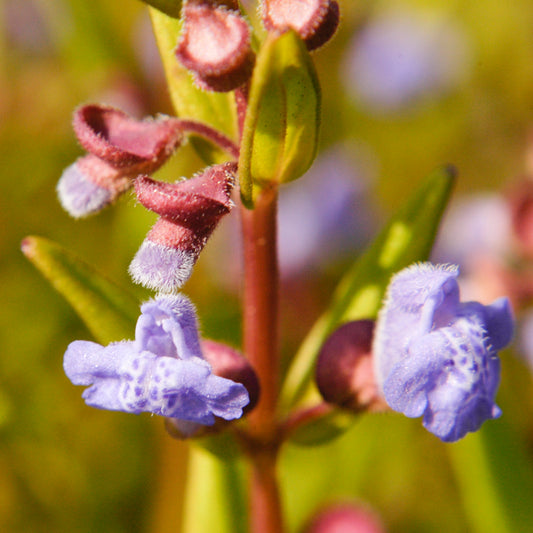 Scutellaria leonardii (small skullcap)