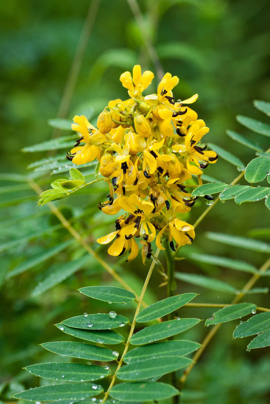 Senna hebecarpa (wild senna)