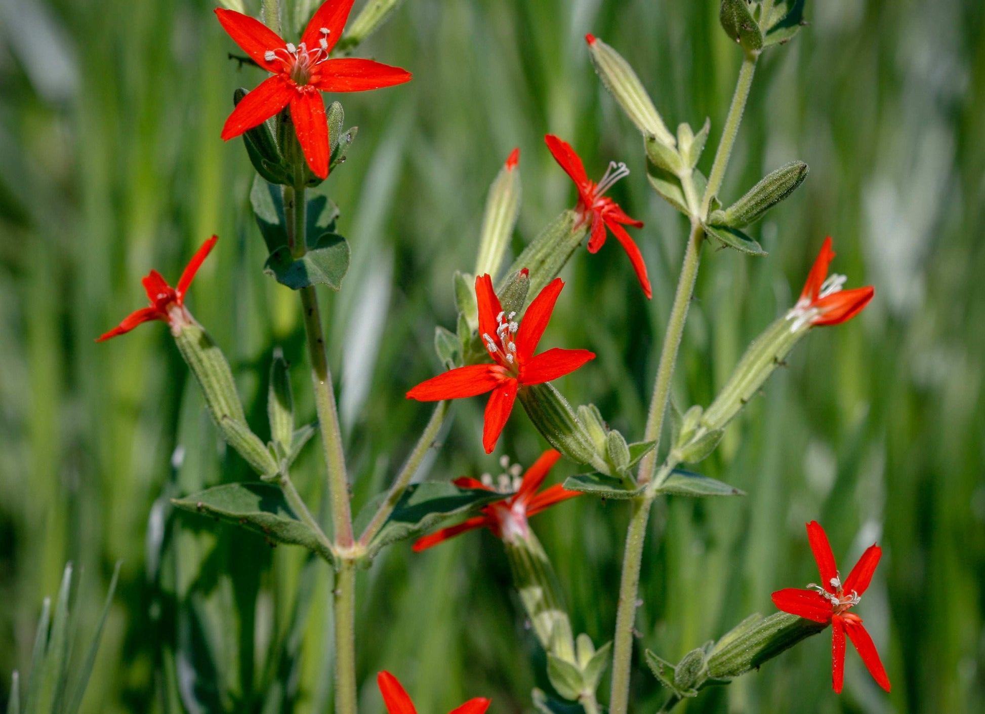 Silene regia (royal catchfly)