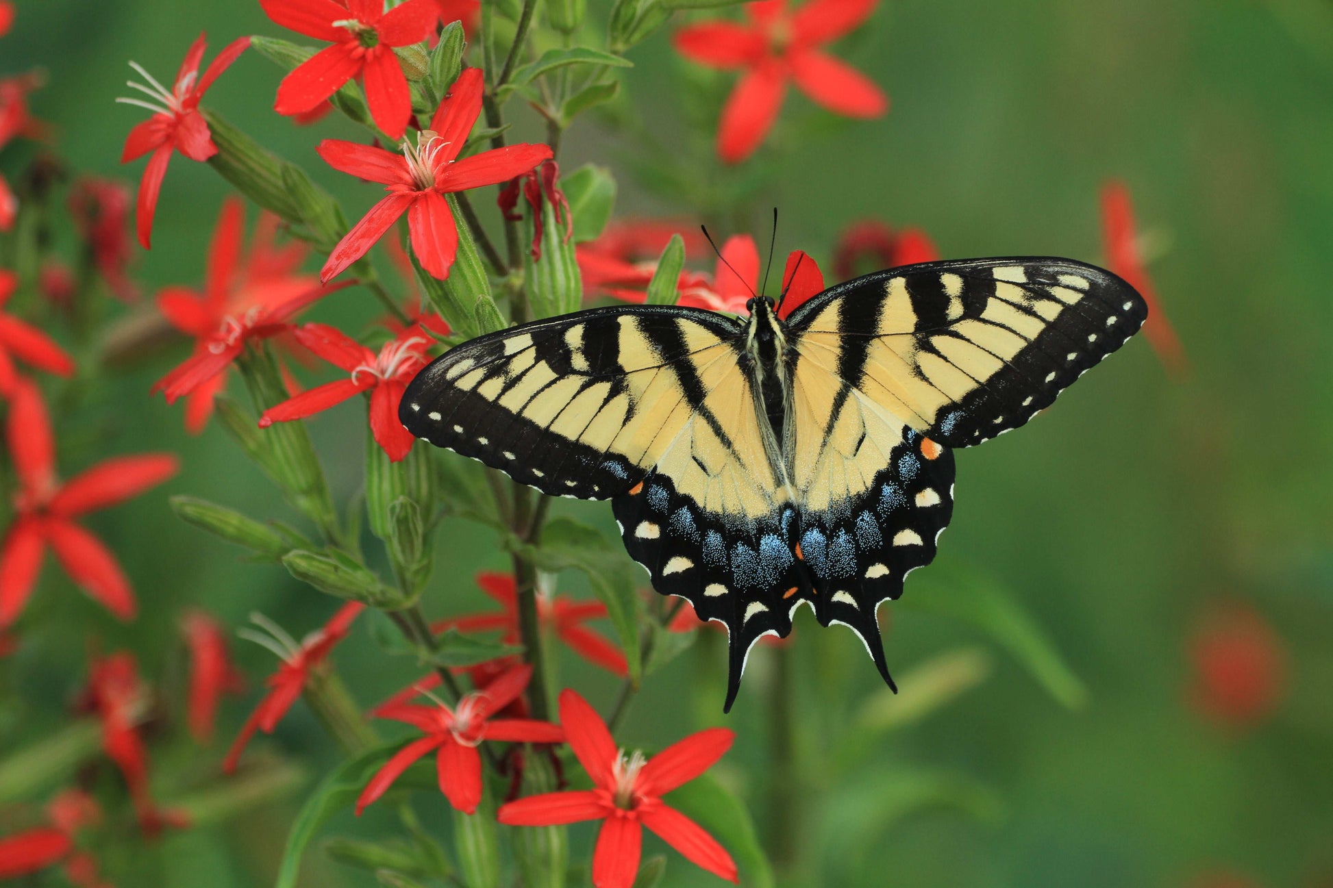 Silene regia (royal catchfly)