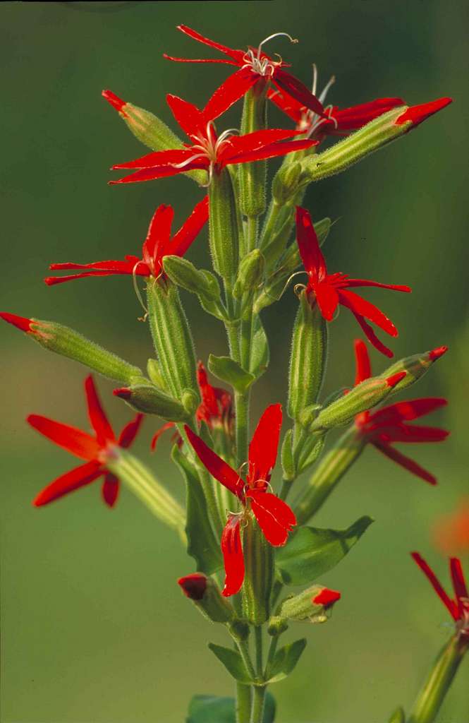 Silene regia (royal catchfly)