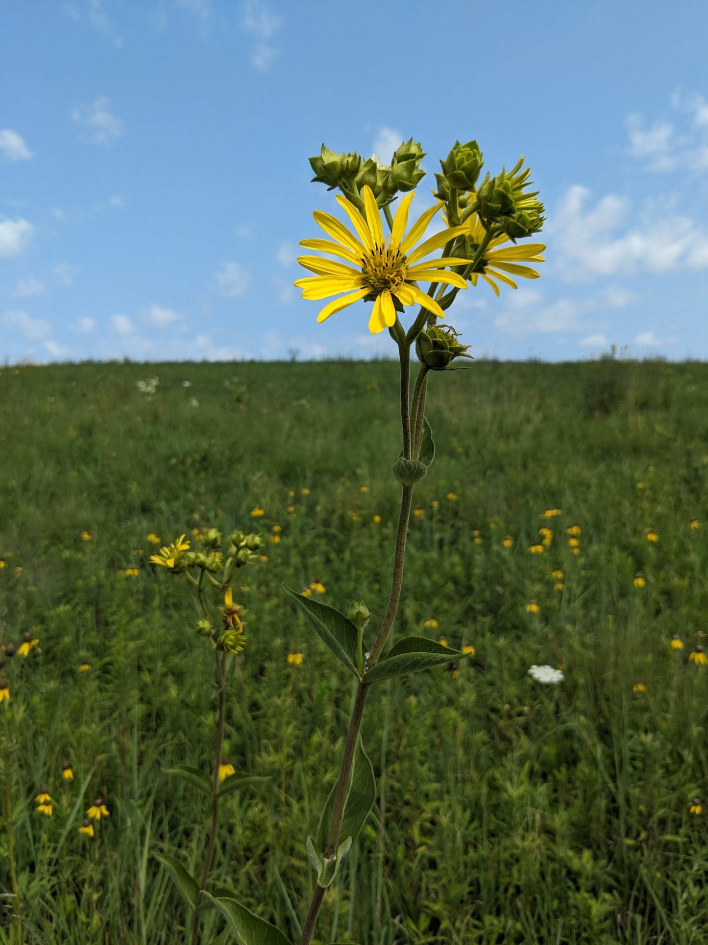 Silphium integrifolium (prairie rosinweed)