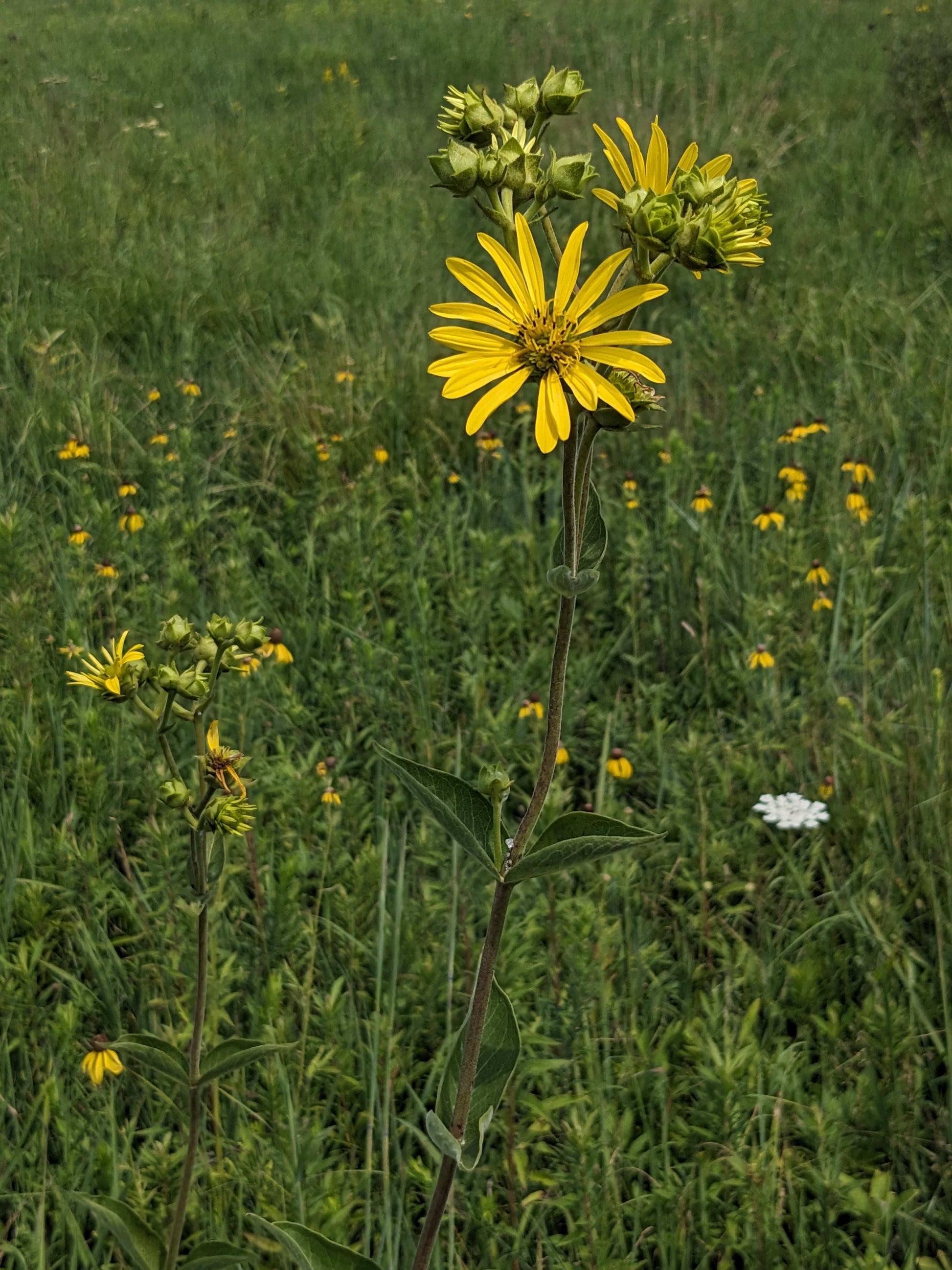 Silphium integrifolium (prairie rosinweed)