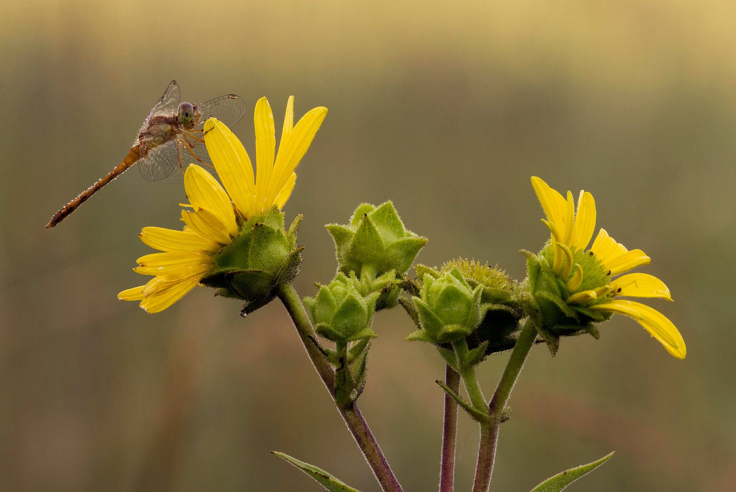 Silphium integrifolium (prairie rosinweed)