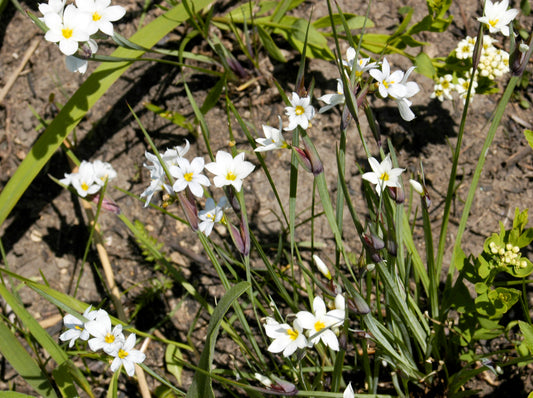 Sisyrinchium albidum (common blue-eyed grass)