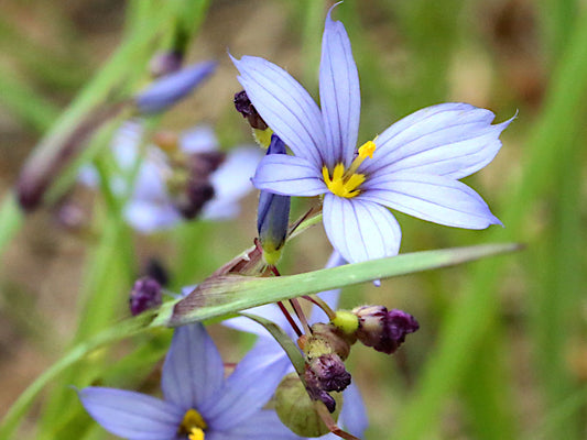 Sisyrinchium albidum (common blue-eyed grass)