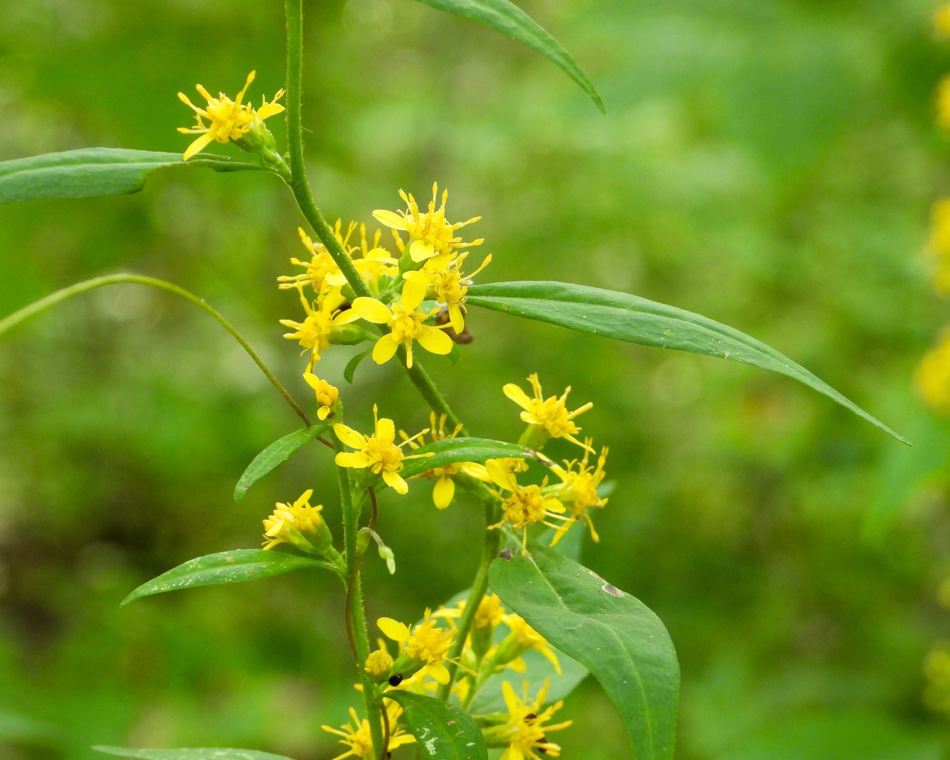 Solidago flexicaulis (zigzag goldenrod)