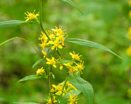 Solidago flexicaulis (zigzag goldenrod)