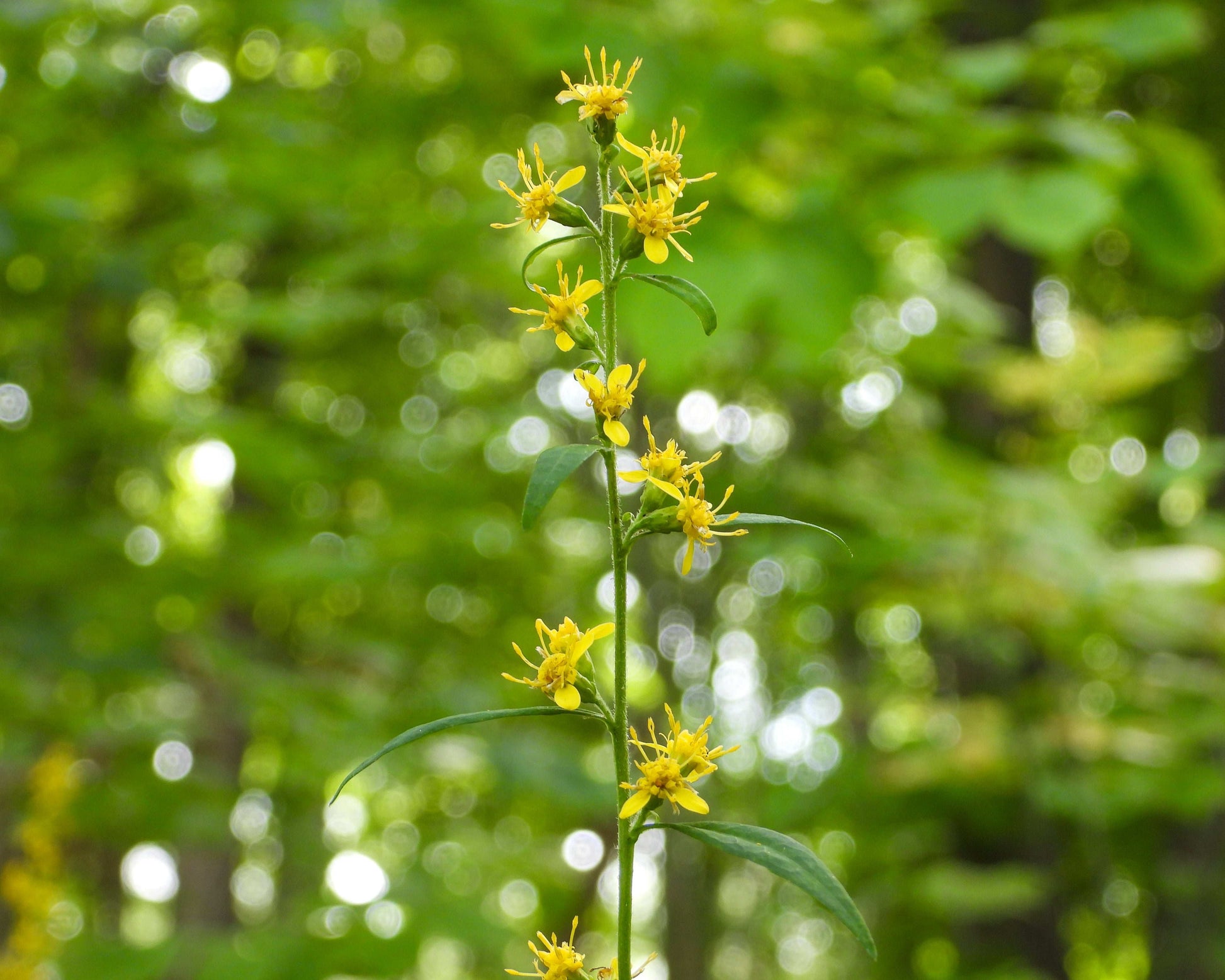 Solidago flexicaulis (zigzag goldenrod)