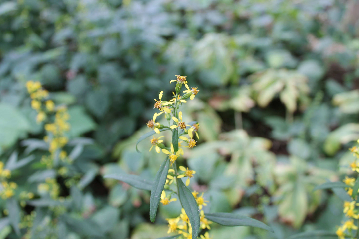 Solidago flexicaulis (zigzag goldenrod)