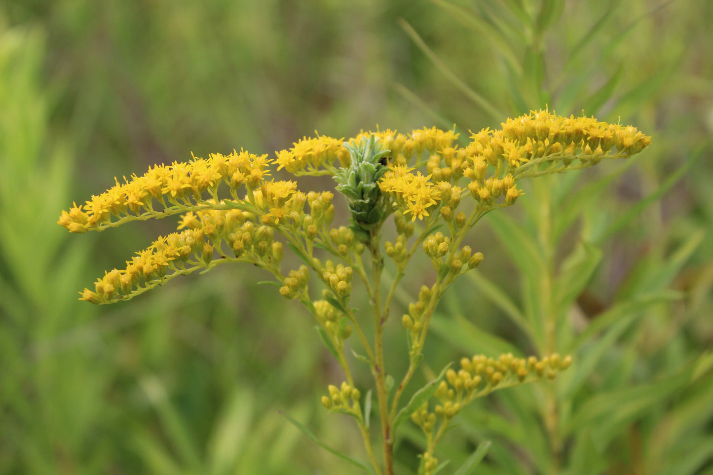 Solidago juncea (early goldenrod)