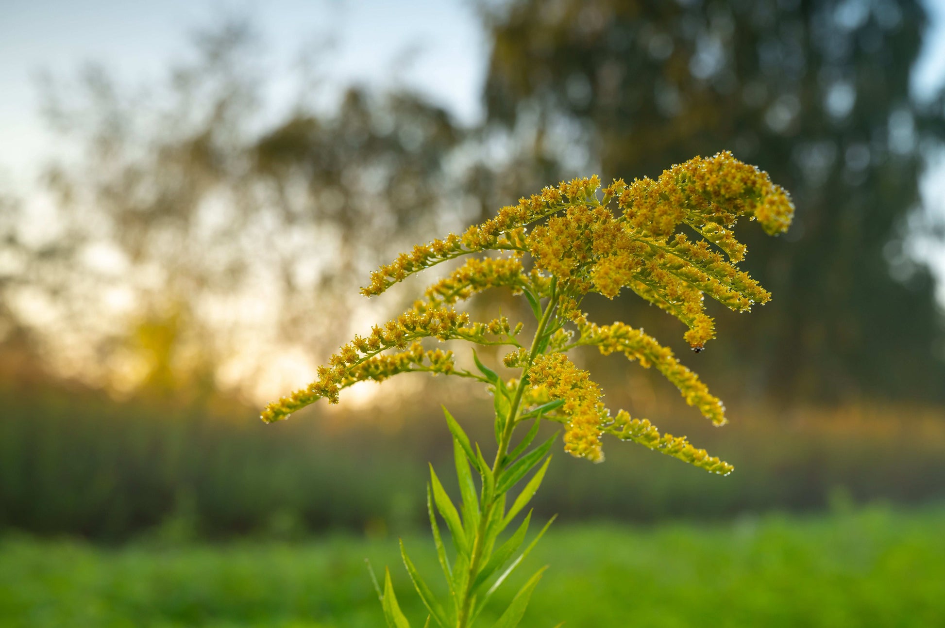 Solidago juncea (early goldenrod)