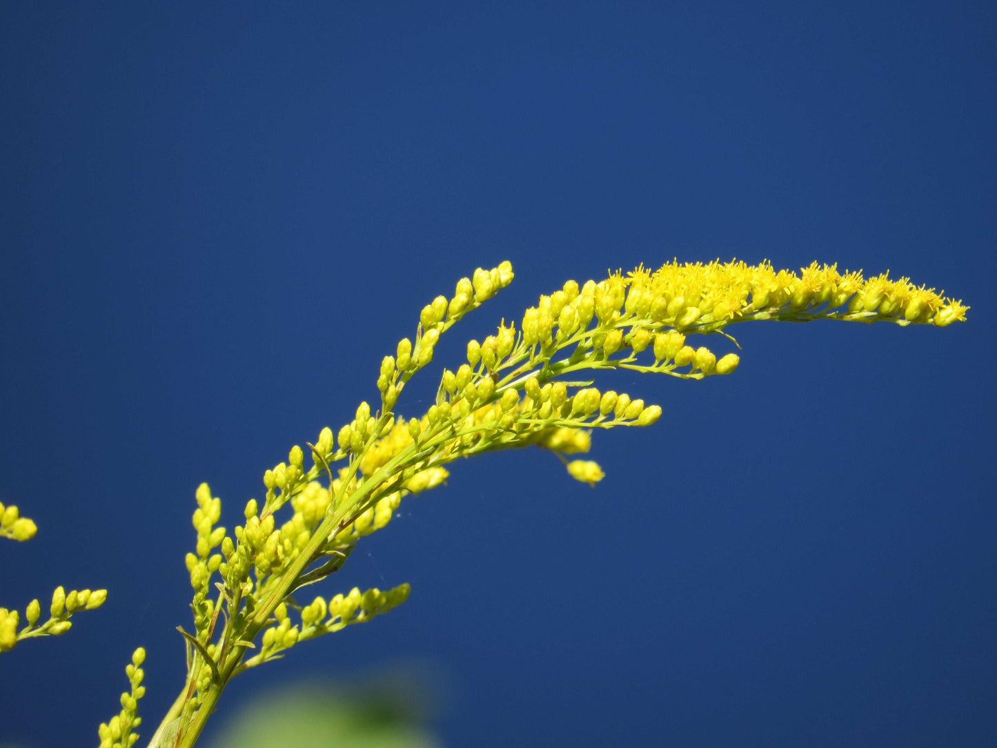 Solidago juncea (early goldenrod)