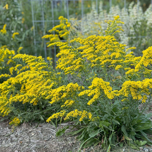 Solidago nemoralis (gray goldenrod)