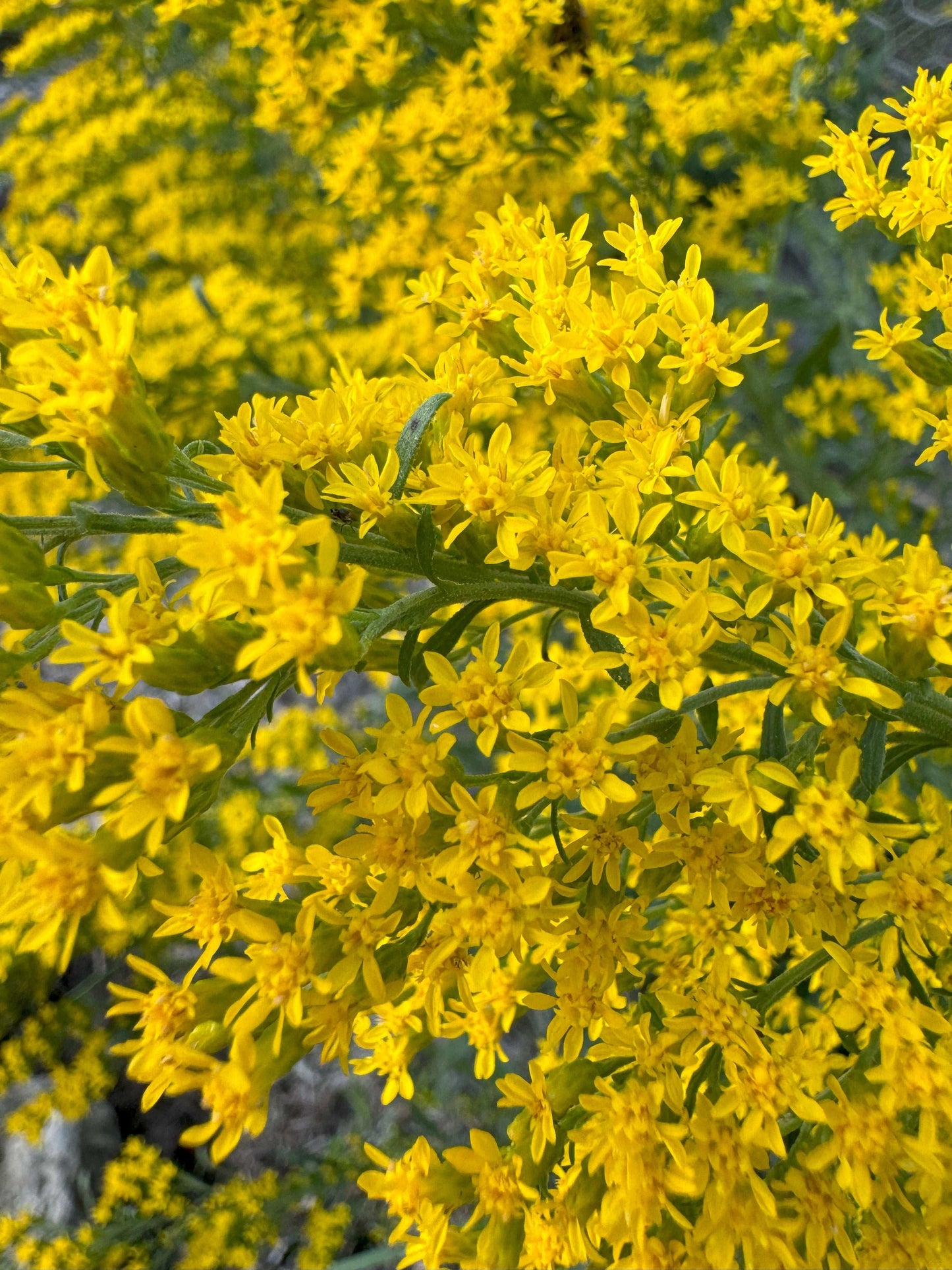 Solidago nemoralis (gray goldenrod)