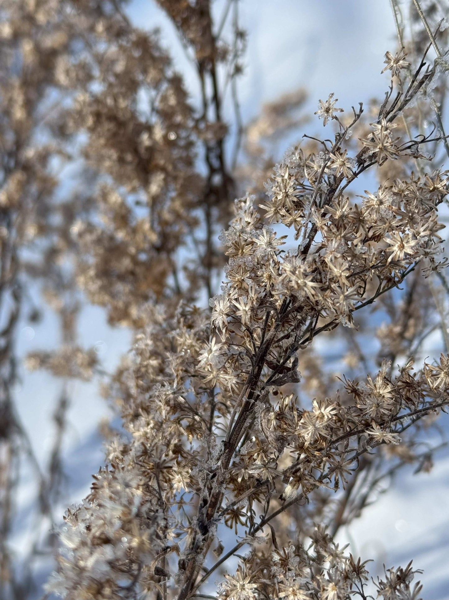 Solidago nemoralis (gray goldenrod)