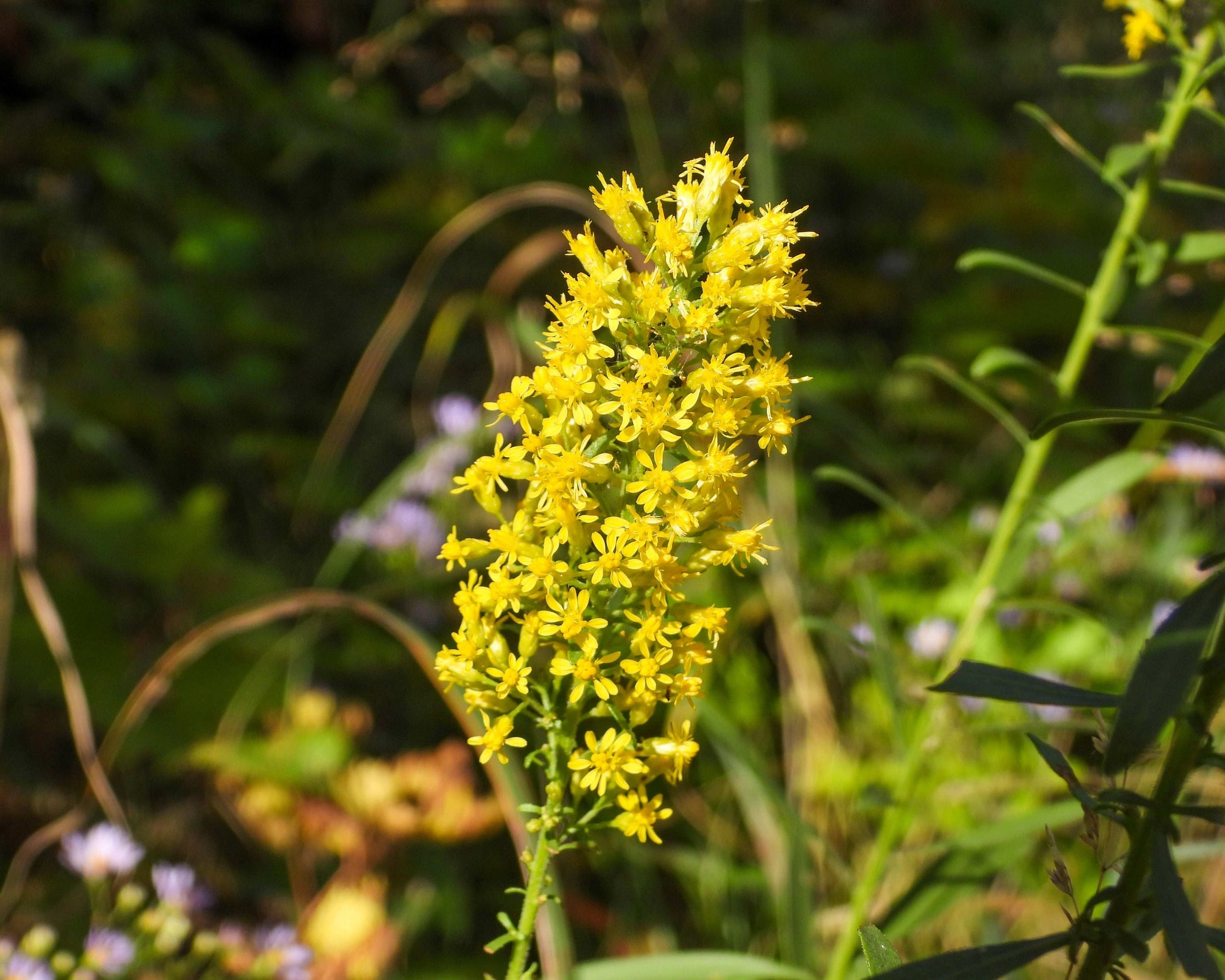 Solidago speciosa (showy goldenrod)