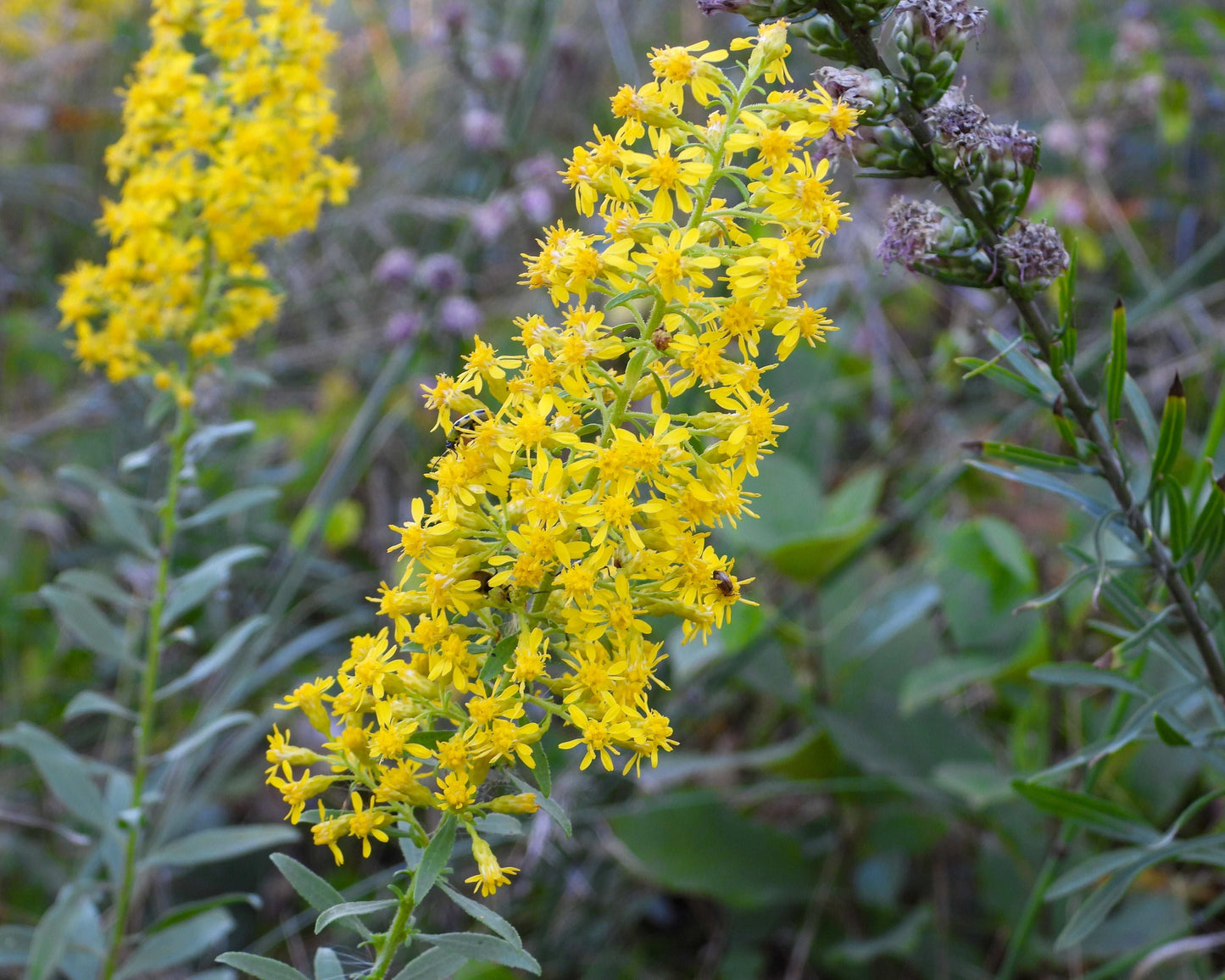 Solidago speciosa (showy goldenrod)