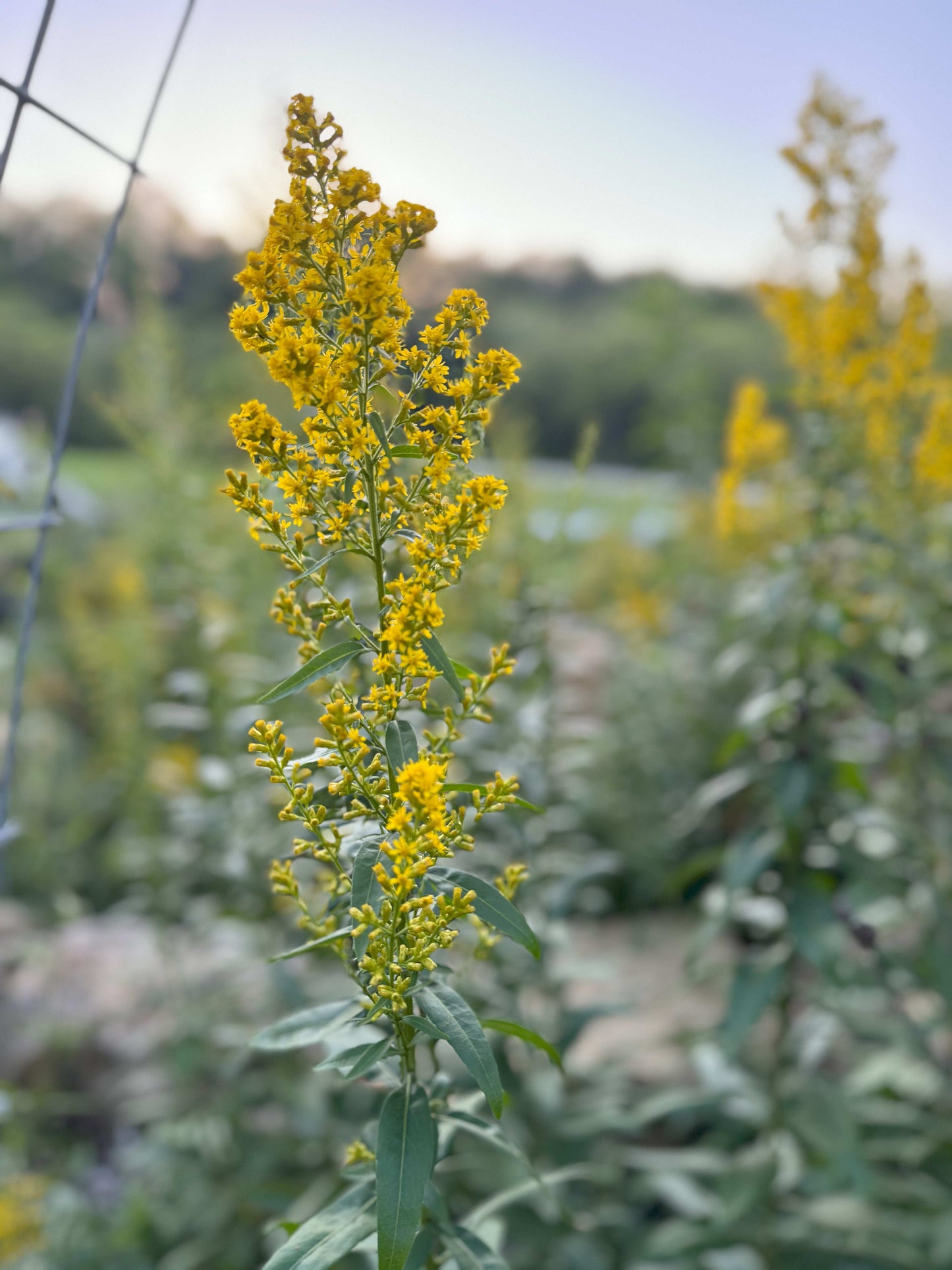 Solidago speciosa (showy goldenrod)