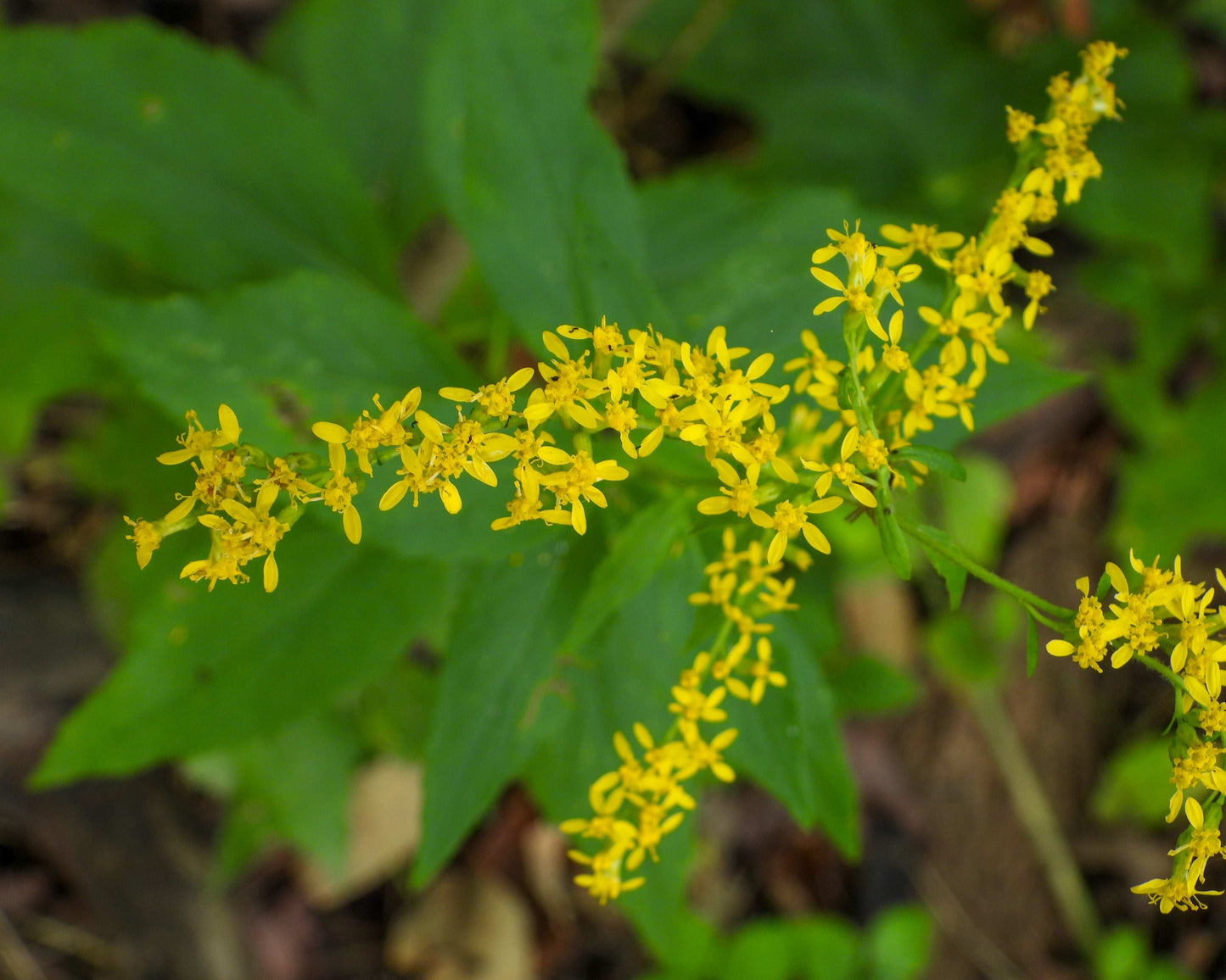 Solidago ulmifolia (elm-leaved goldenrod)