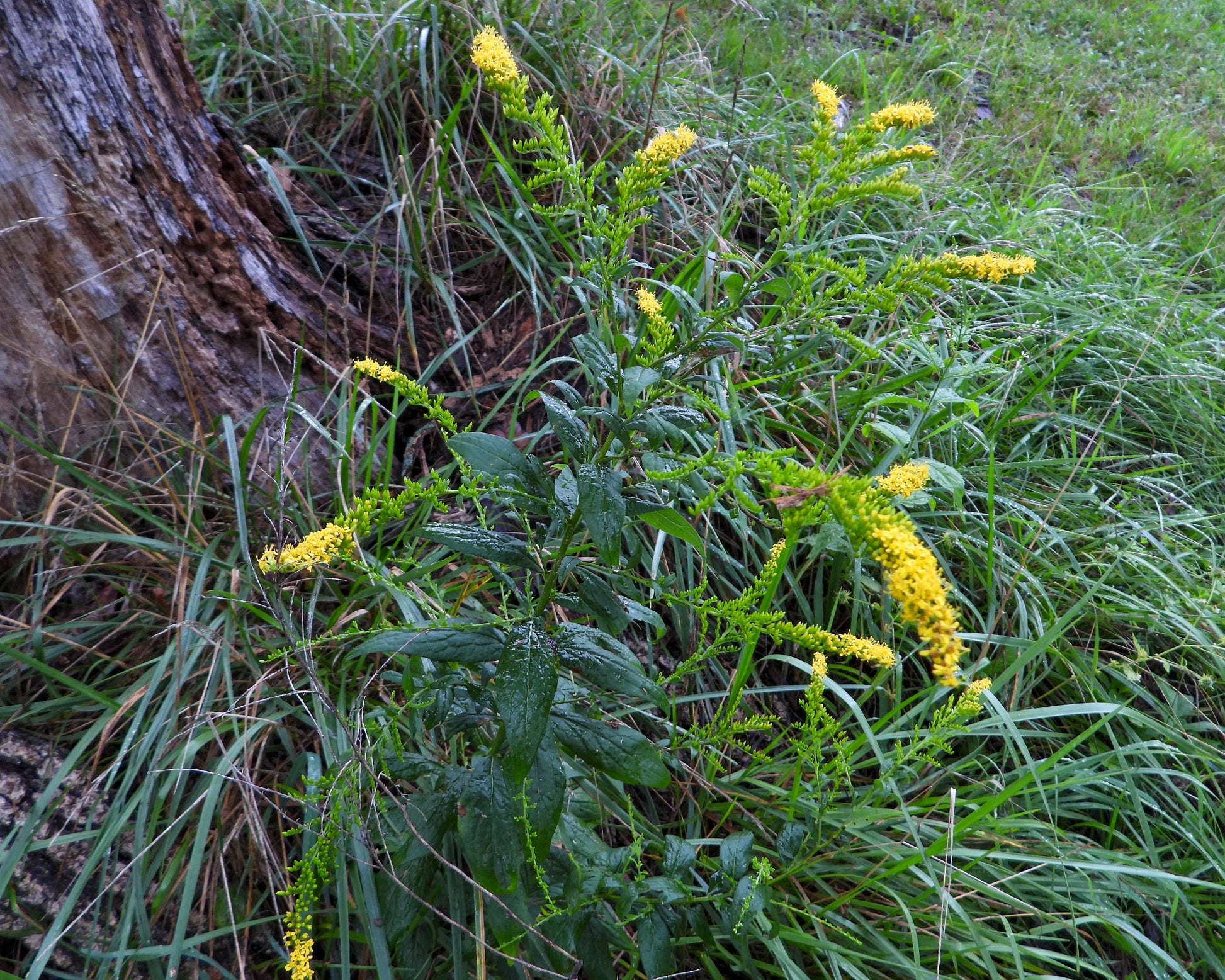 Solidago ulmifolia (elm-leaved goldenrod)