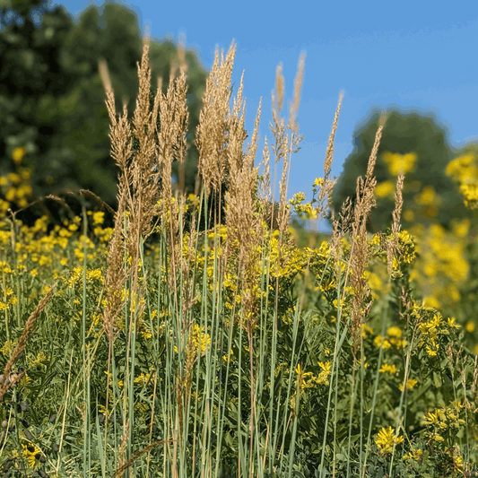 Sorghastrum nutans (yellow Indiangrass)