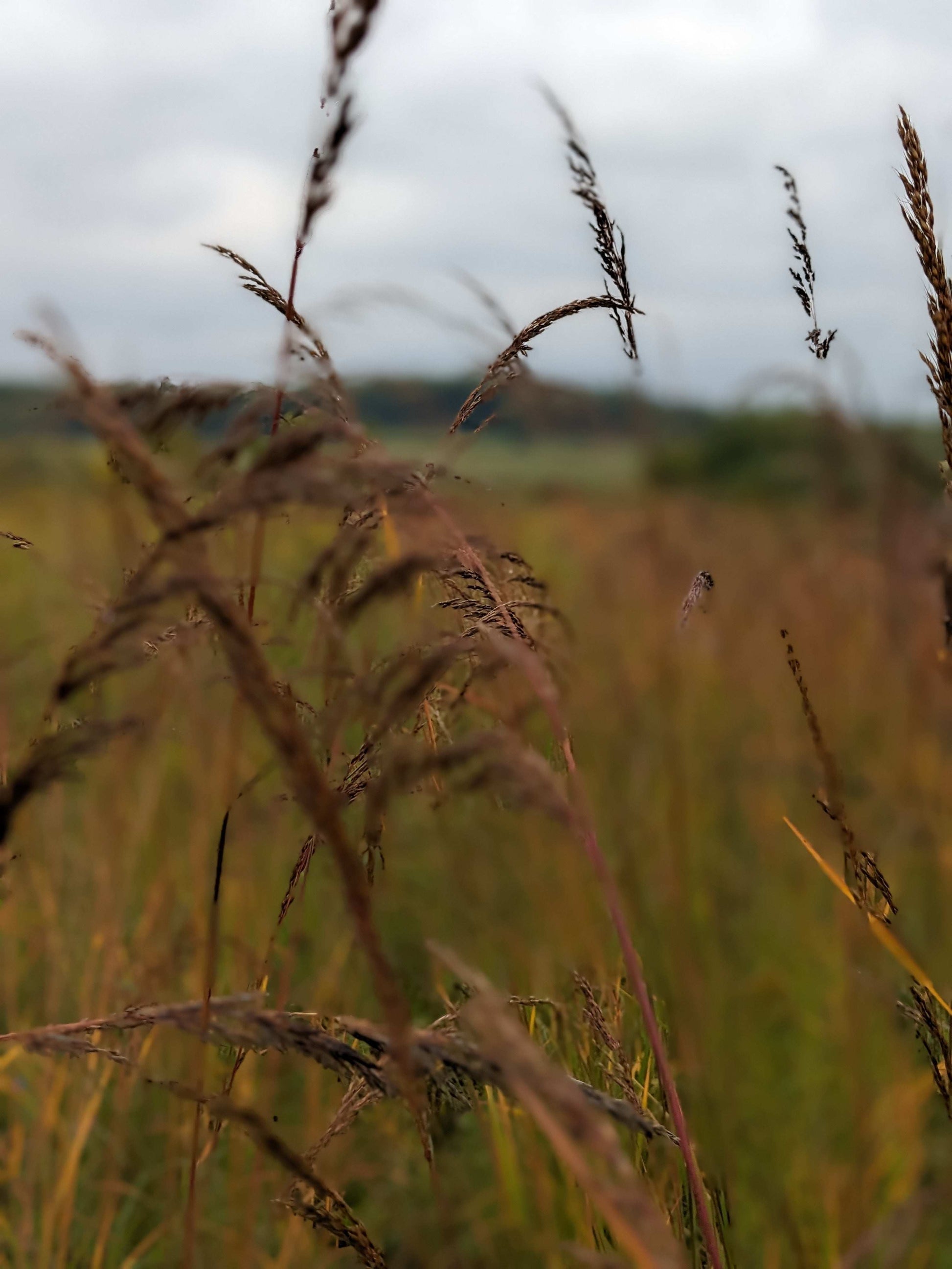 Sorghastrum nutans (yellow Indiangrass)