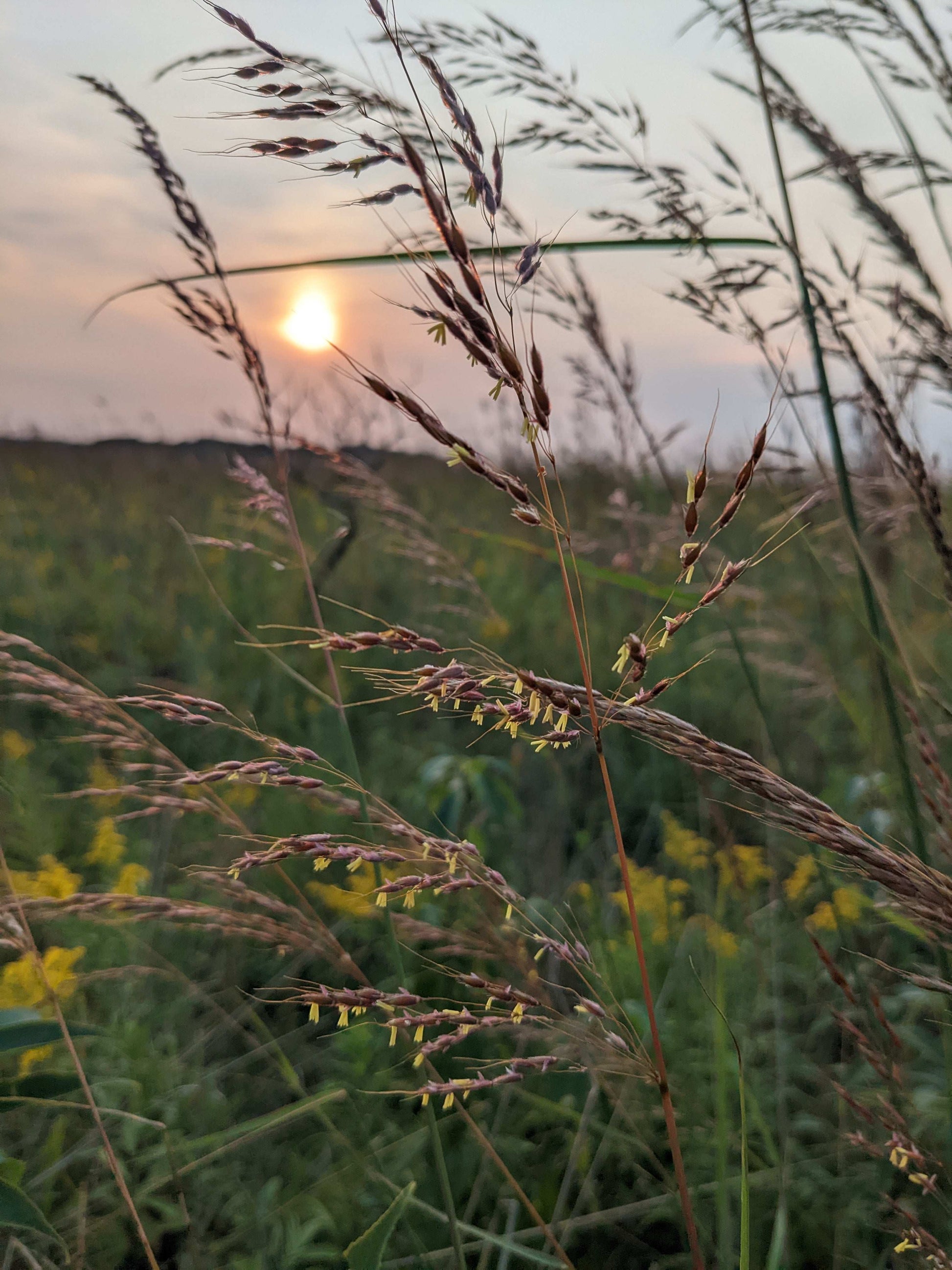 Sorghastrum nutans (yellow Indiangrass)