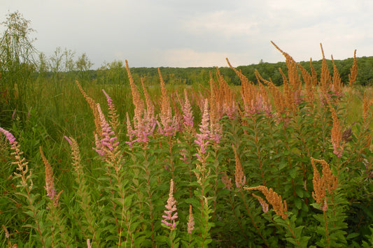 Spiraea tomentosa (steeplebush)