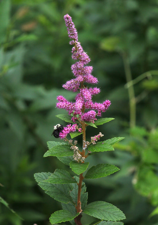 Spiraea tomentosa (steeplebush)