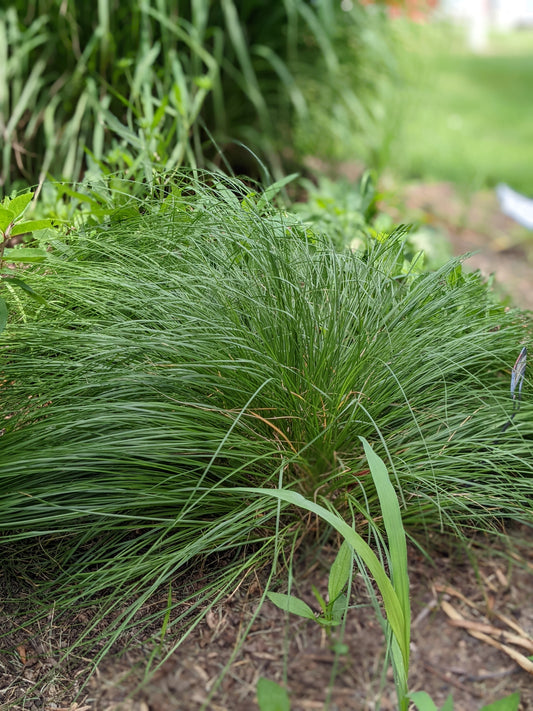 Sporobolus heterolepis (prairie dropseed)