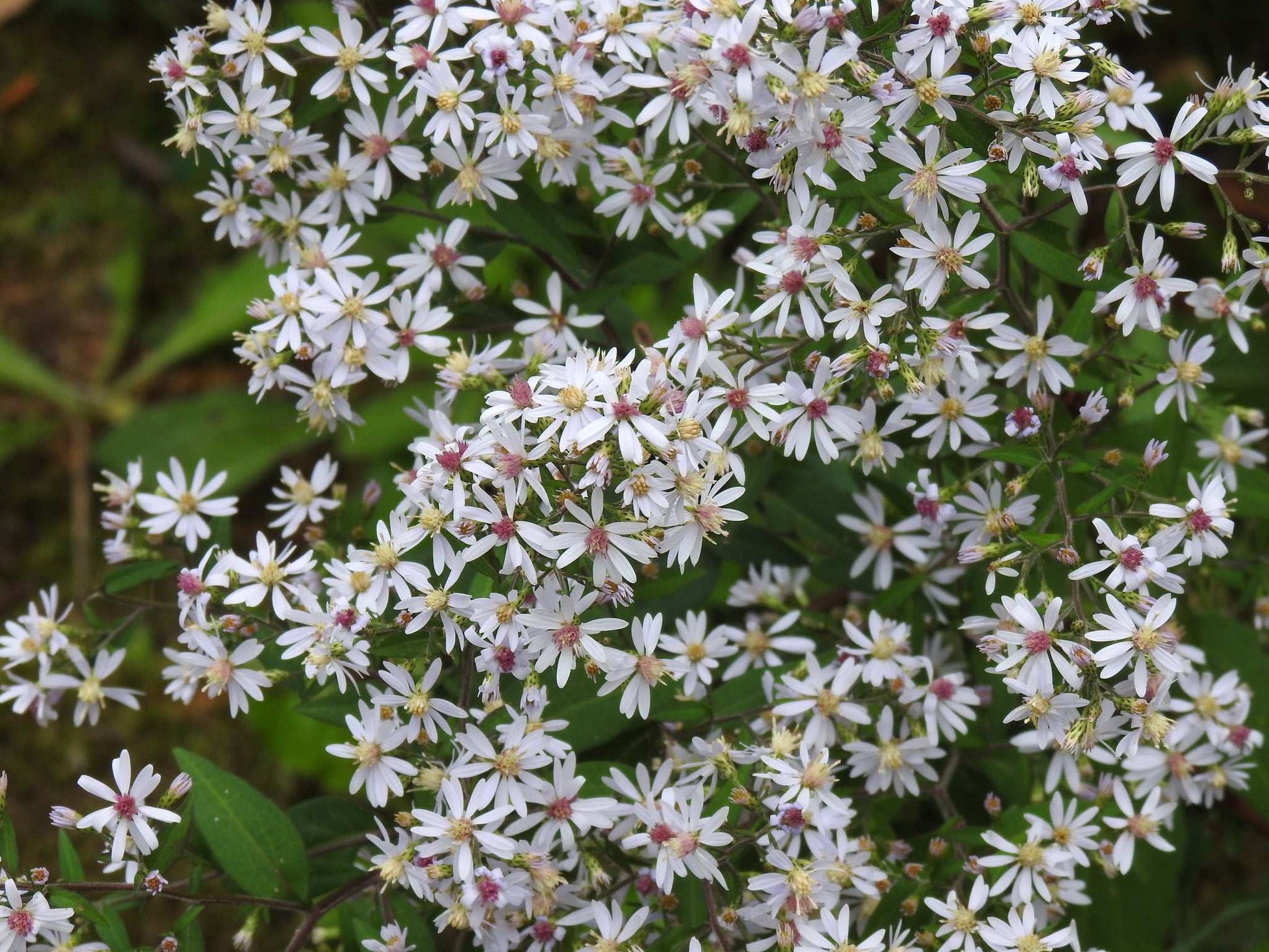 Symphyotrichum cordifolium (heart-leaved aster)