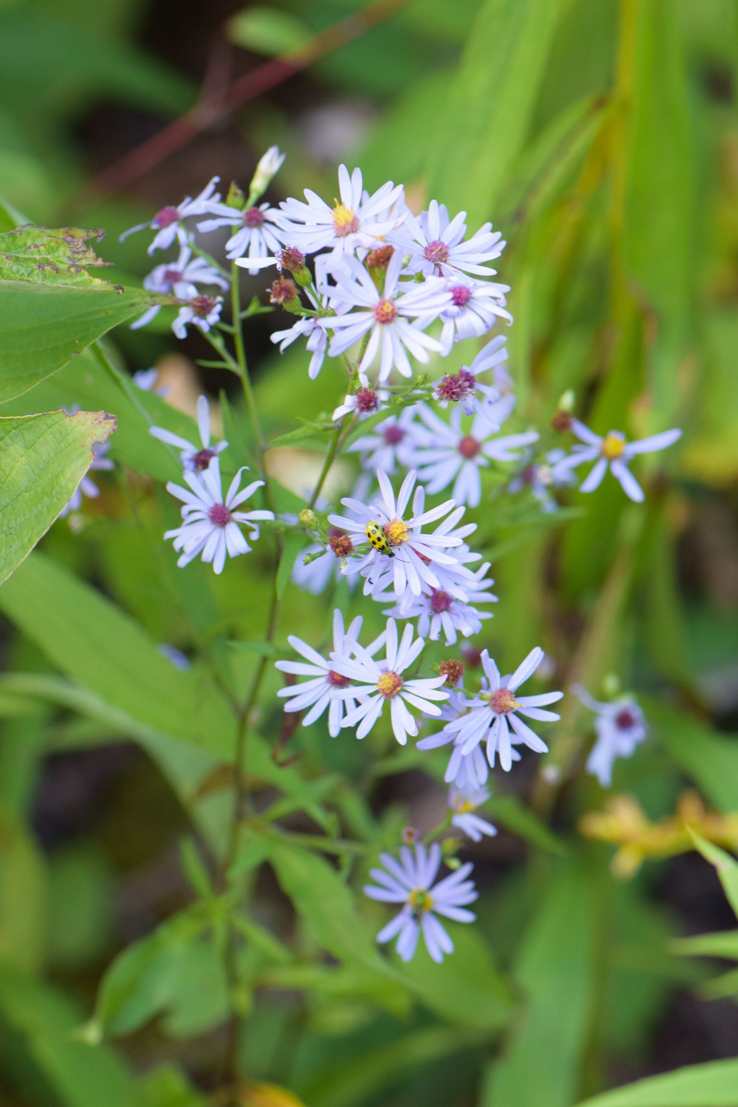 Symphyotrichum cordifolium (heart-leaved aster)