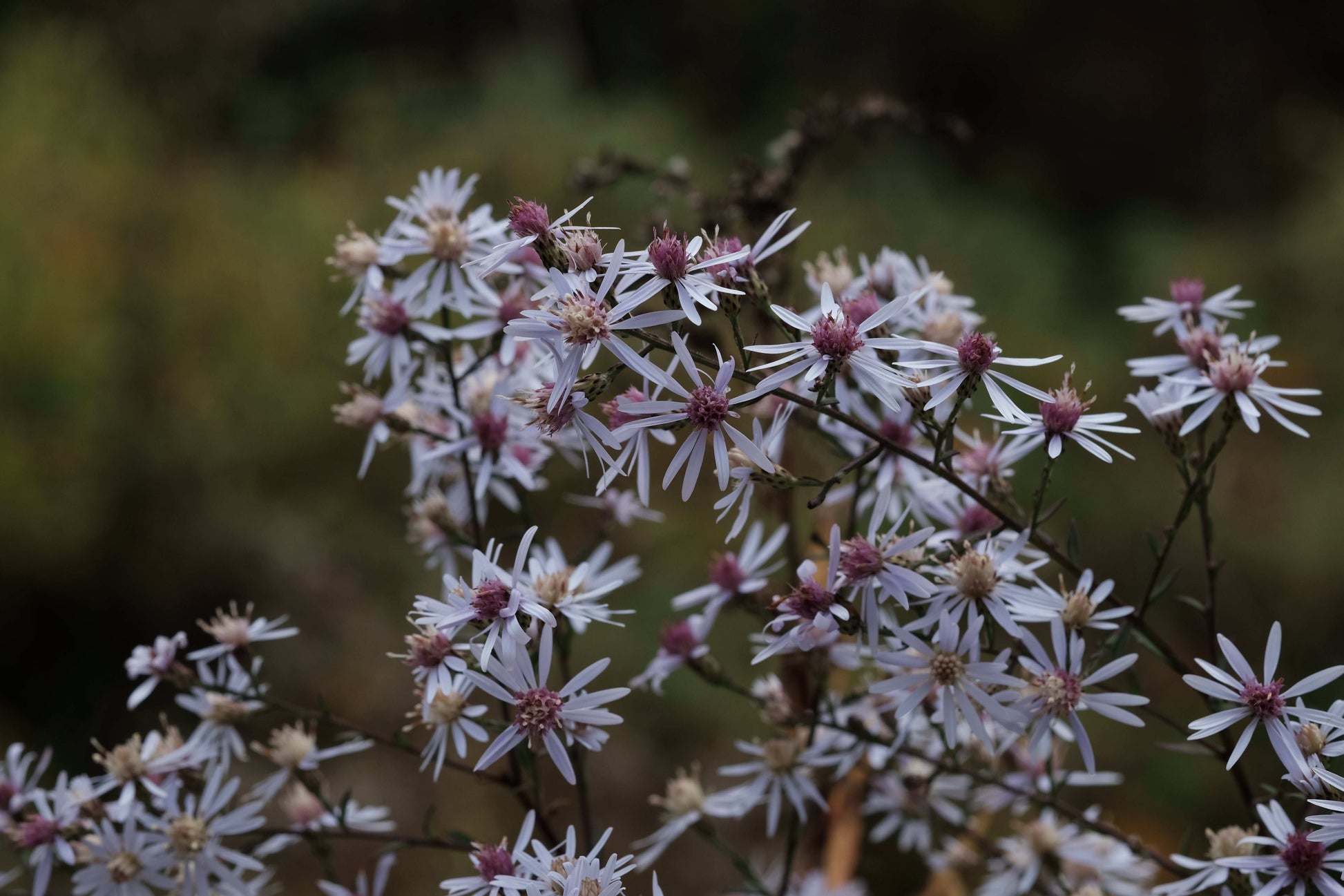 Symphyotrichum cordifolium (heart-leaved aster)