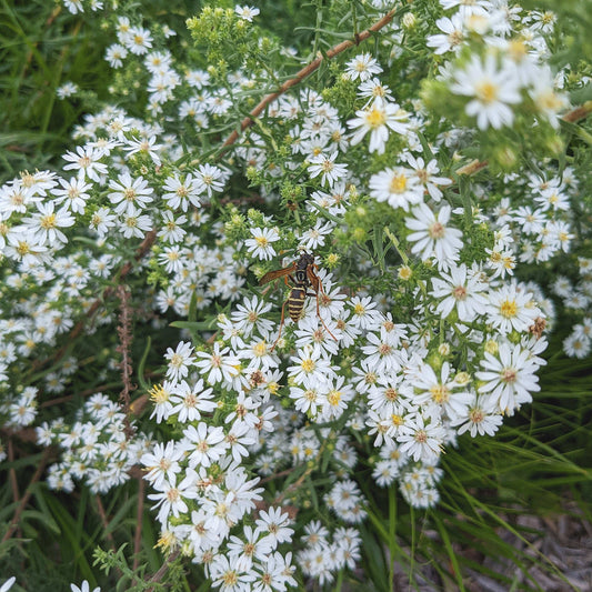 Symphyotrichum ericoides (heath aster)