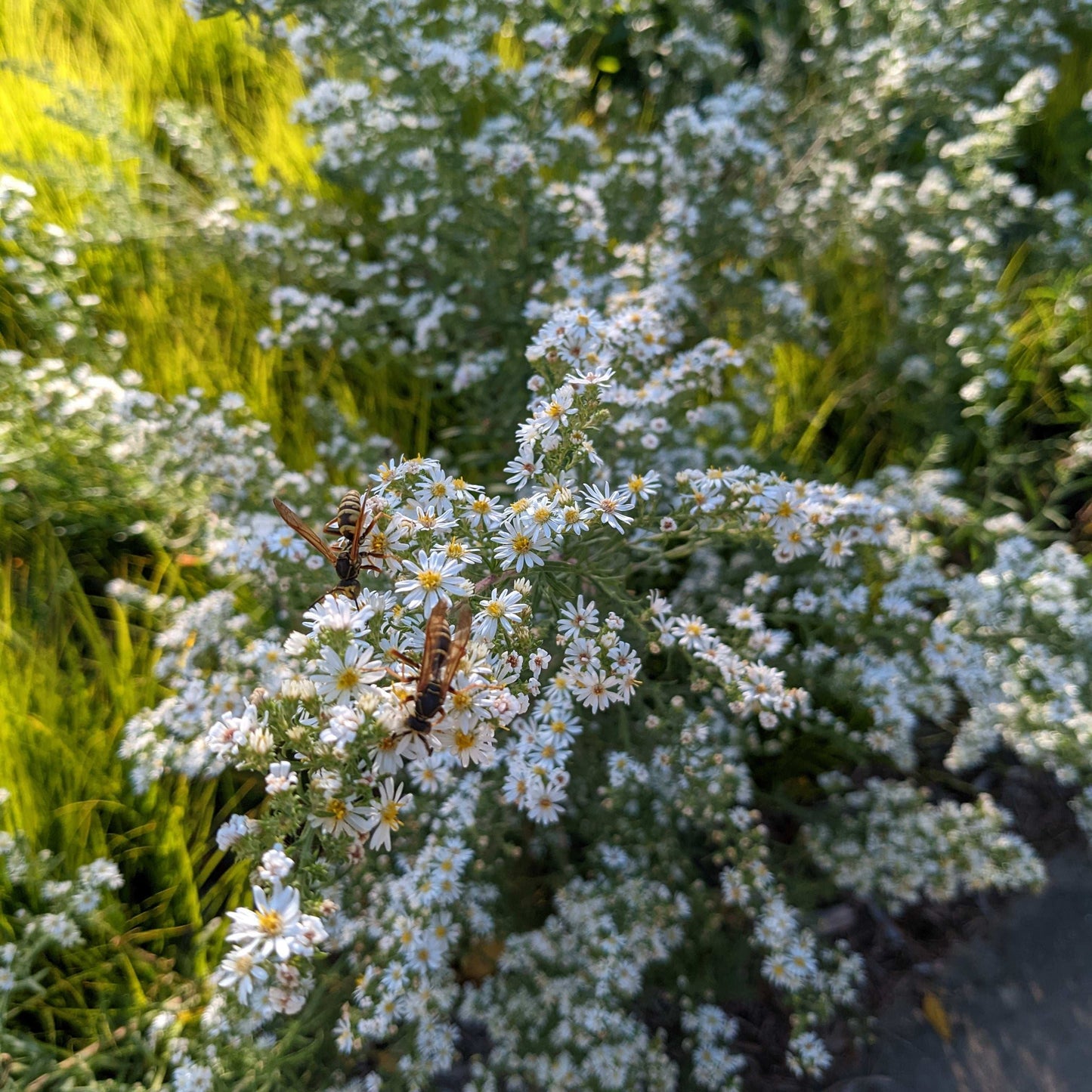 Symphyotrichum ericoides (heath aster)