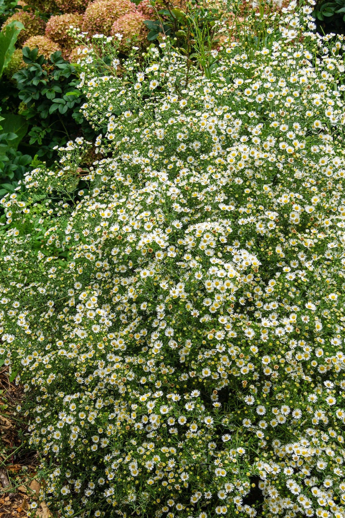 Symphyotrichum ericoides (heath aster)