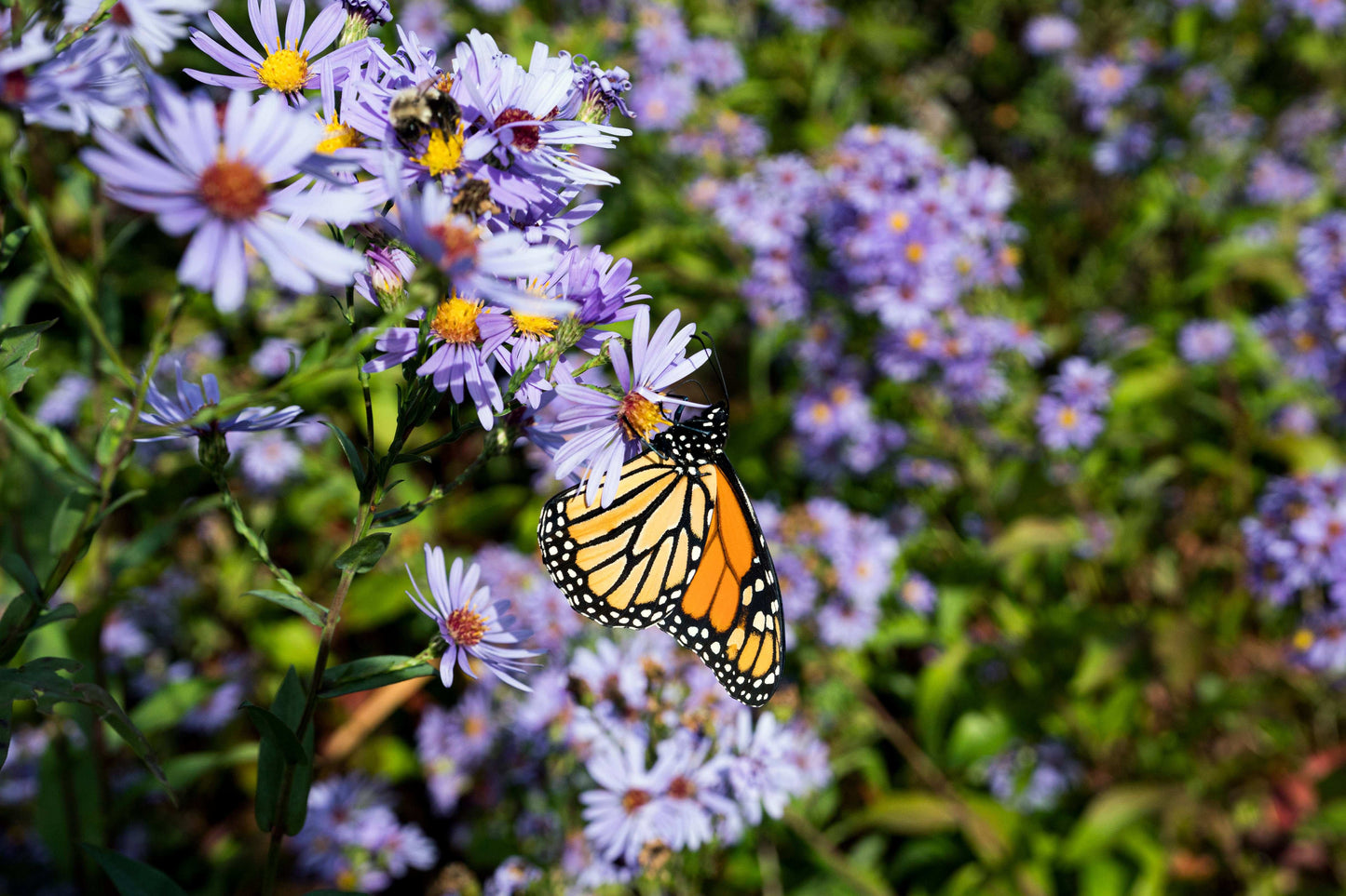 Symphyotrichum laeve (smooth aster)