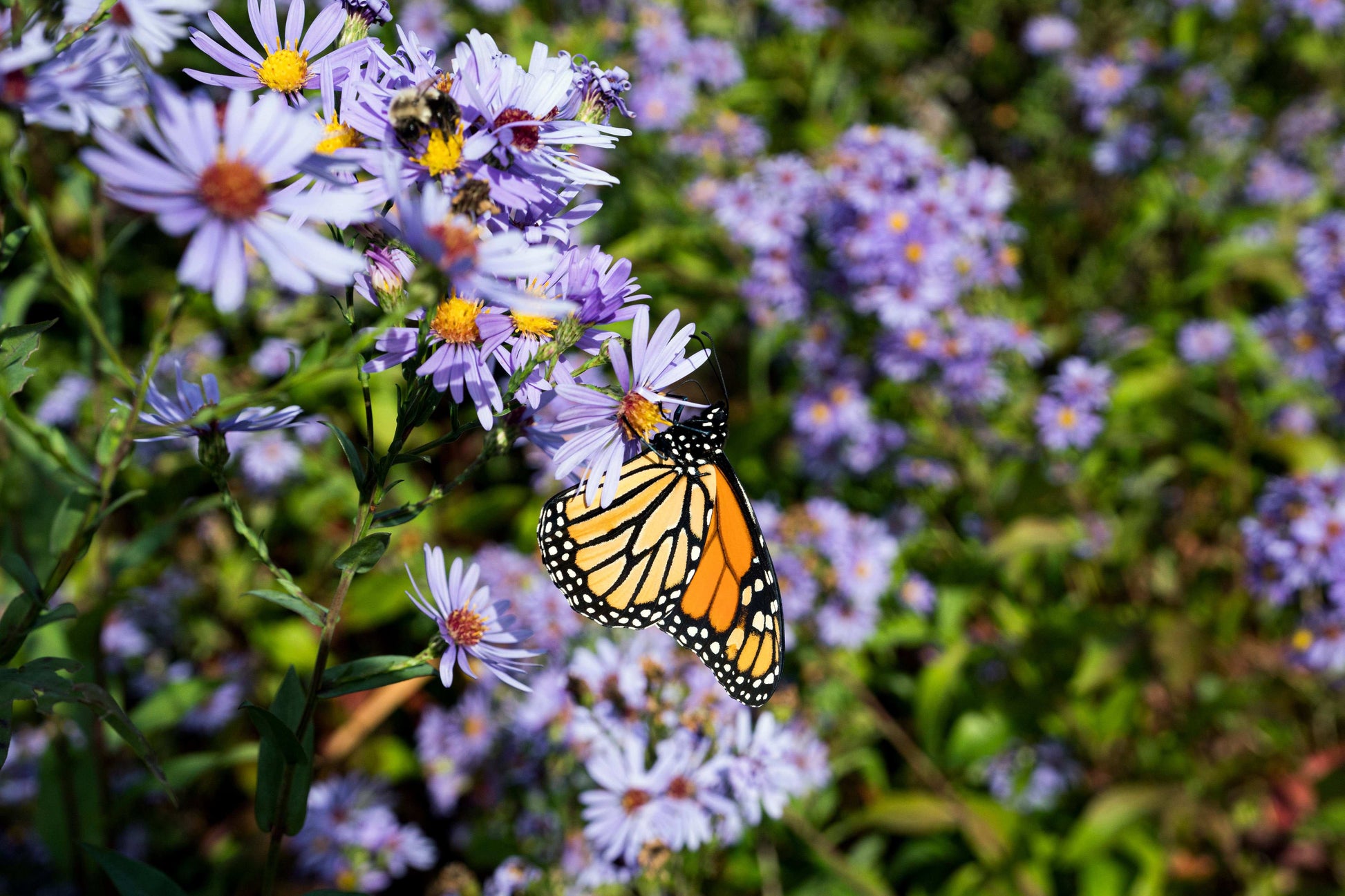 Symphyotrichum laeve (smooth aster)