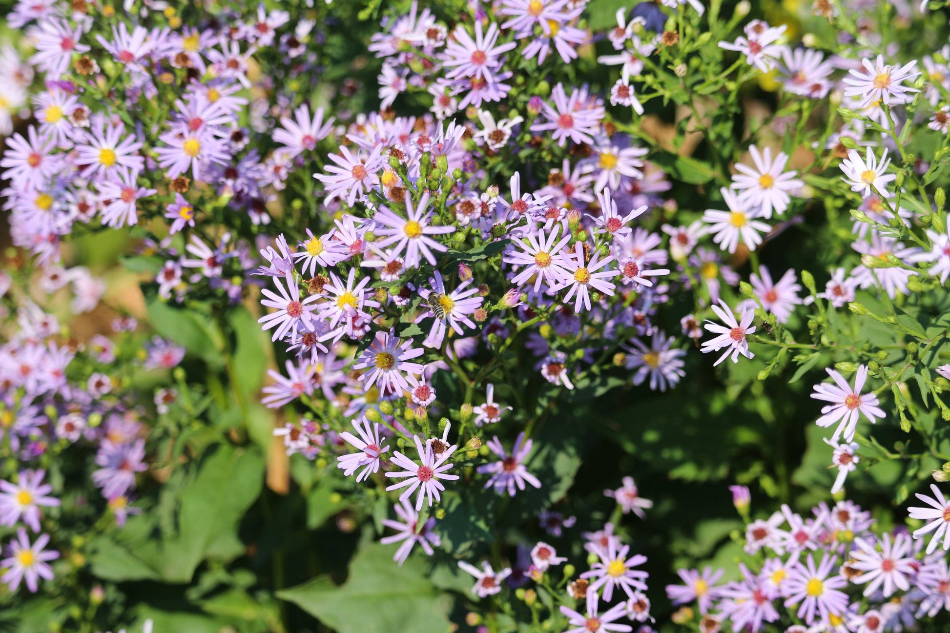 Symphyotrichum laeve (smooth aster)