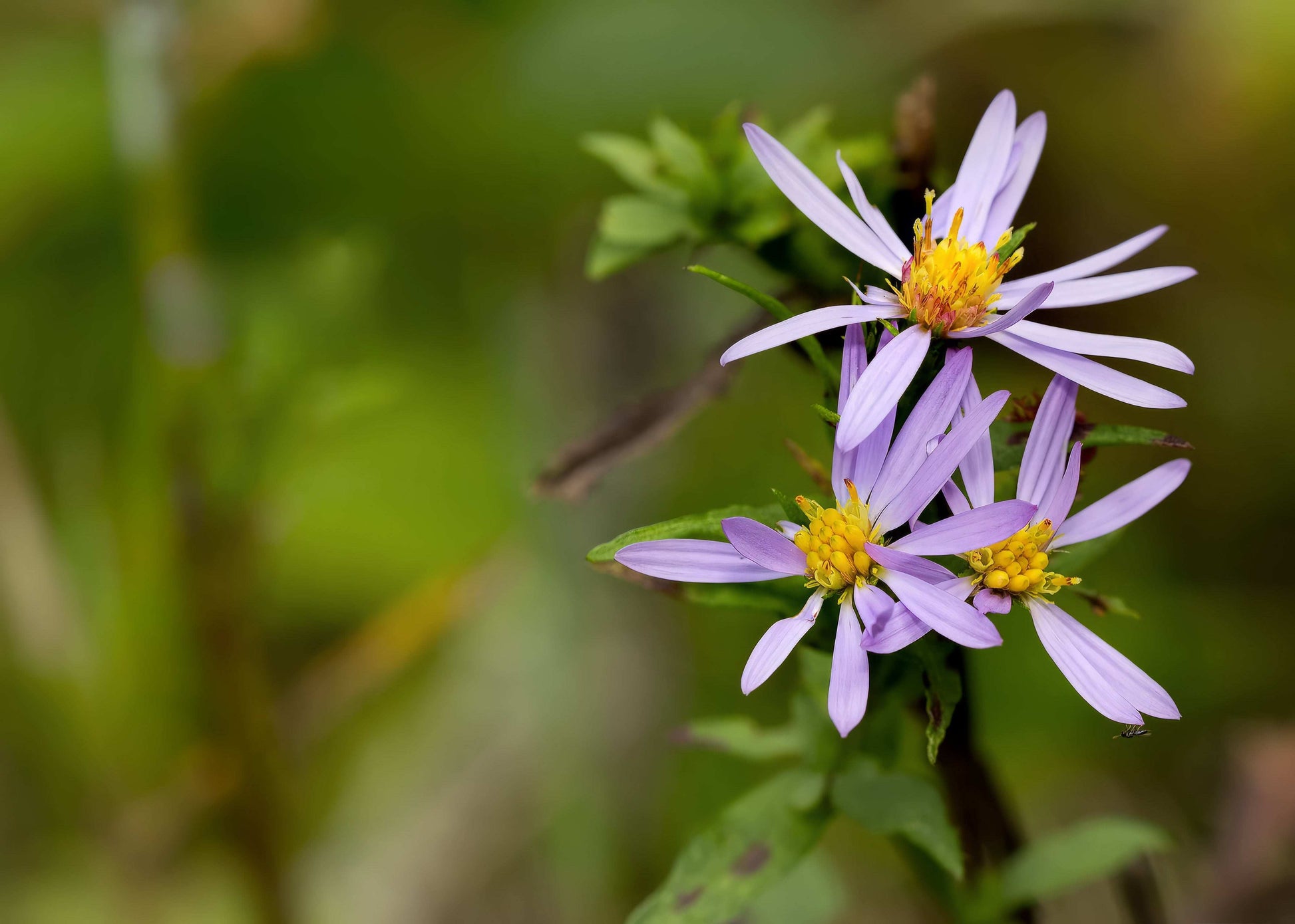 Symphyotrichum laeve (smooth aster)